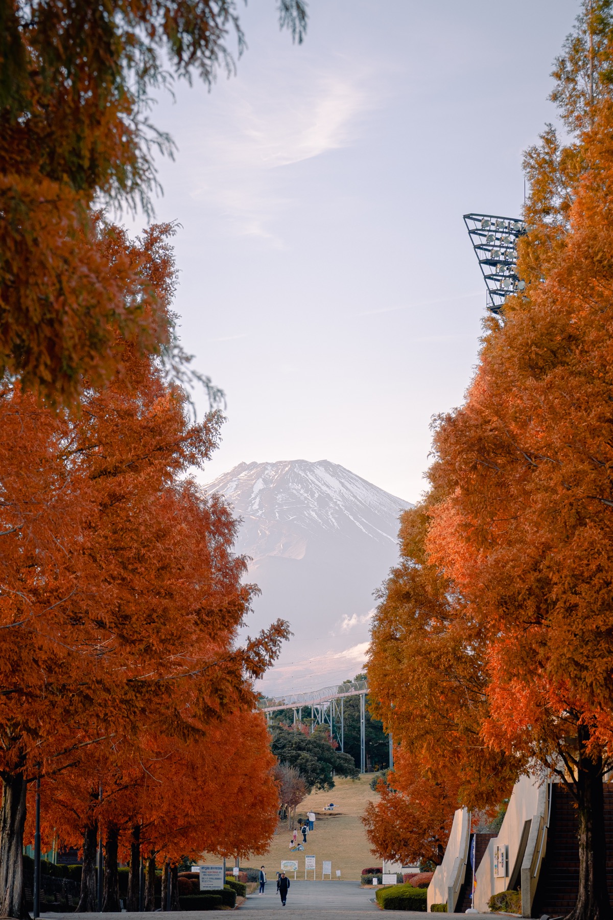 Mt Fuji filling the gap between two rows of rust-coloured metasequoia trees at Susono City Sports Park in late November, snow streaking the upper slopes, with park signs and a walker small on the promenade below.