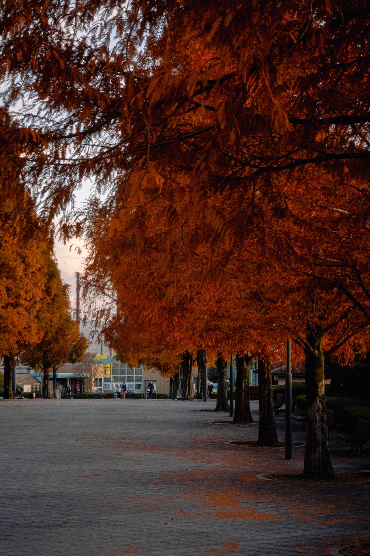 A row of tall metasequoia trees in dark rust colour lining a wide paved promenade at Susono City Sports Park in the late afternoon in late November, benches between the trunks and a handful of people far down the walkway.