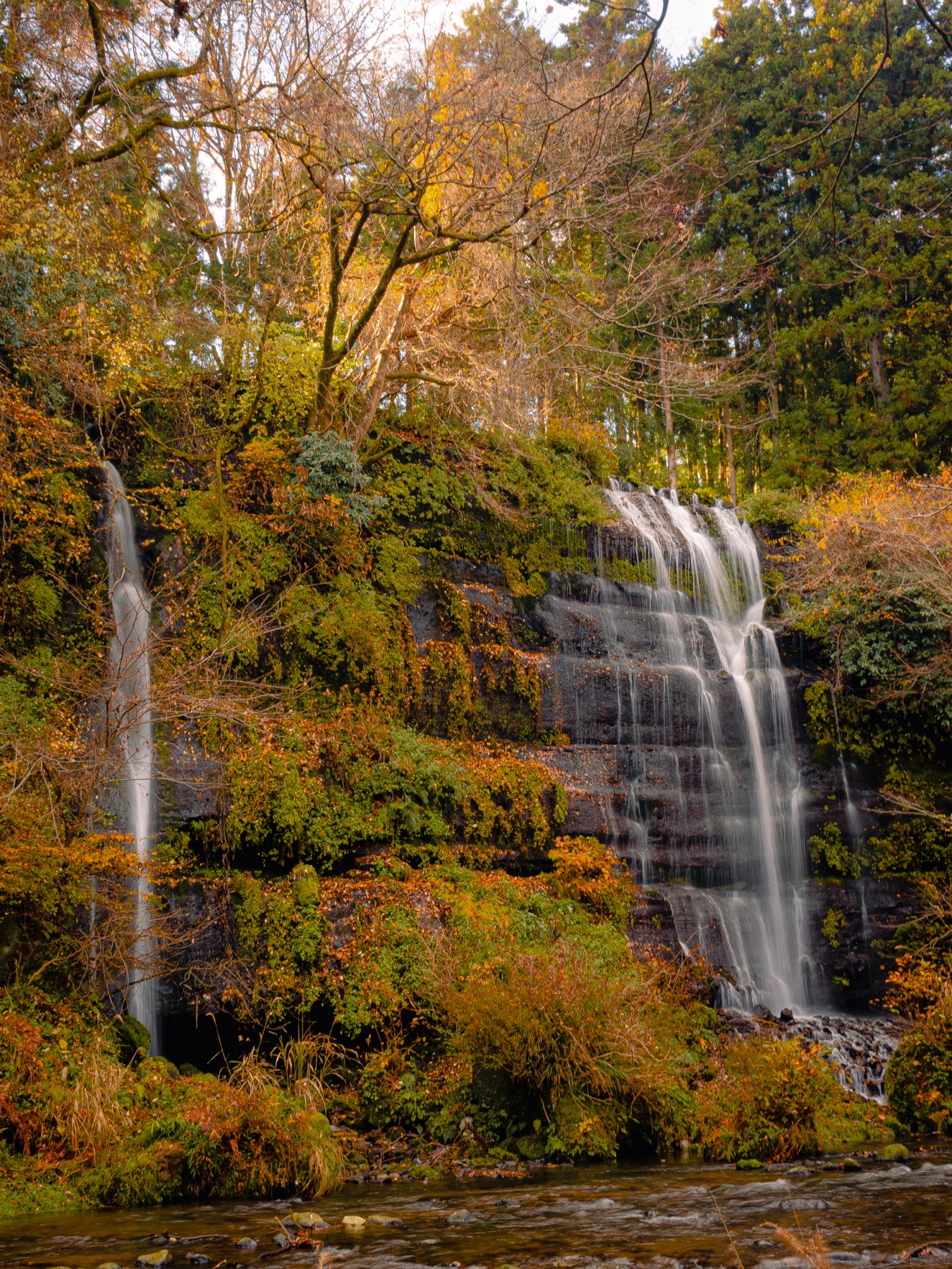 The twin Taro and Jiro waterfalls in Tsuru, a thin ribbon fall on the left and a wide tiered cascade on the right pouring over a dark mossy cliff, surrounded by golden and orange late-autumn foliage in late November.