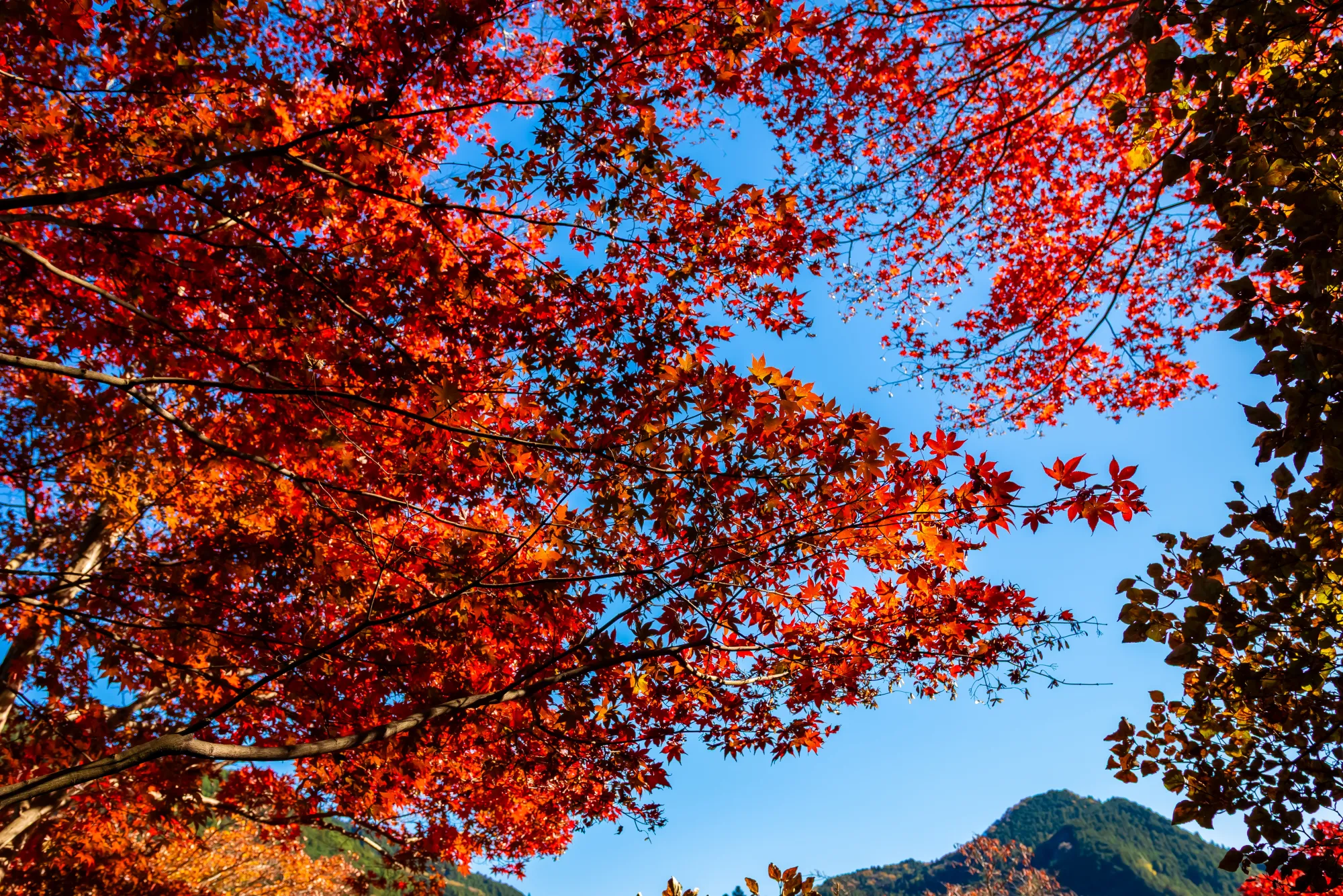 Deep red maple branches filling the frame against a clear blue sky on the hillside at Torii Kannon in Hanno, Saitama, with a forested ridge of the Oku-Musashi hills visible through the leaves at lower right.