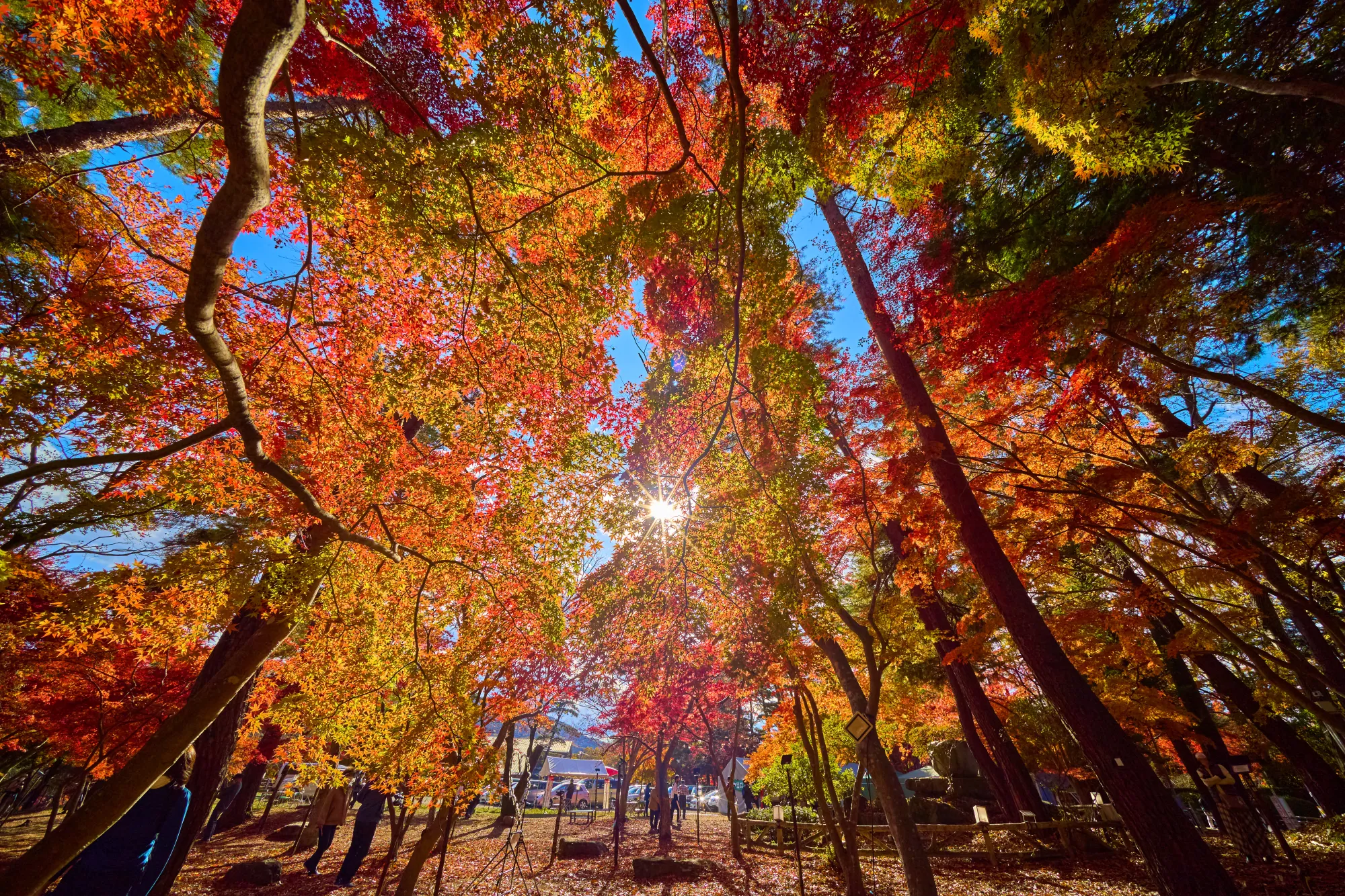 Looking straight up through the maple canopy at Tsuki-no-Ishi Momiji Park in daylight, the sun bursting between branches of red, orange and green leaves, with visitors and the illumination lamp stands standing unlit on the ground below.