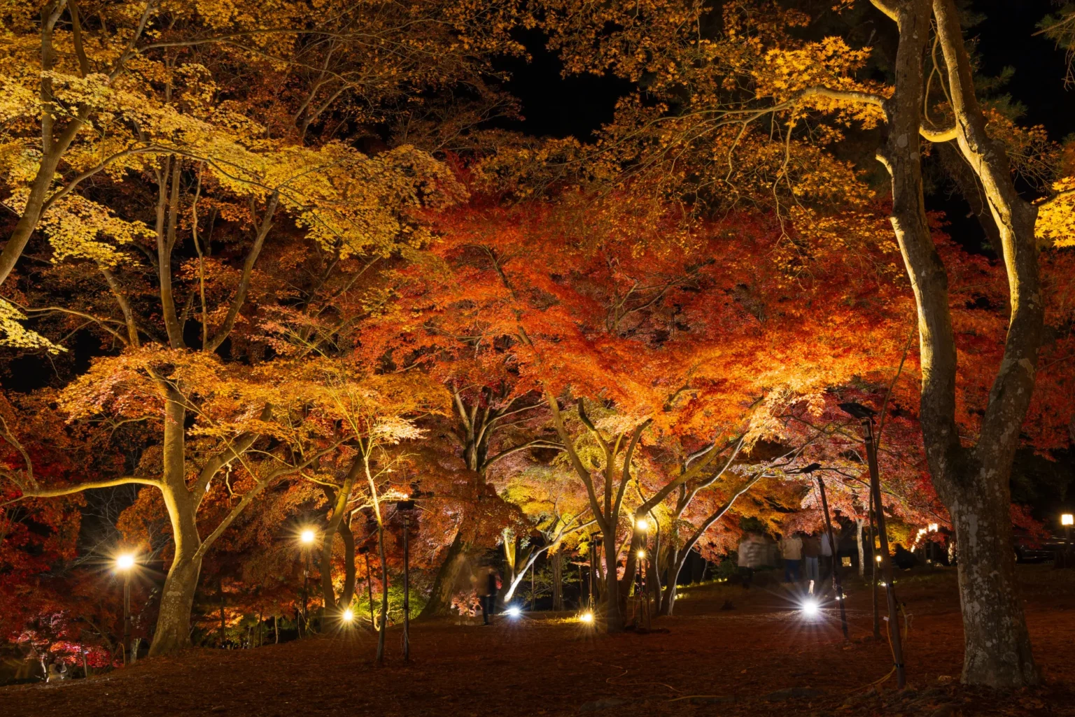 A wide view of Tsuki-no-Ishi Momiji Park after dark: roughly ten small floodlights standing on the ground among the trunks, orange and gold maple canopies lit from beneath, and two or three visitors walking on the fallen leaves.