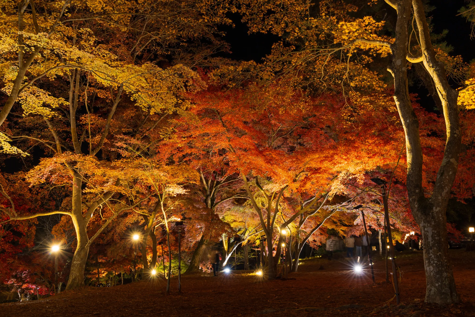 A wide view of Tsuki-no-Ishi Momiji Park after dark: roughly ten small floodlights standing on the ground among the trunks, orange and gold maple canopies lit from beneath, and two or three visitors walking on the fallen leaves.