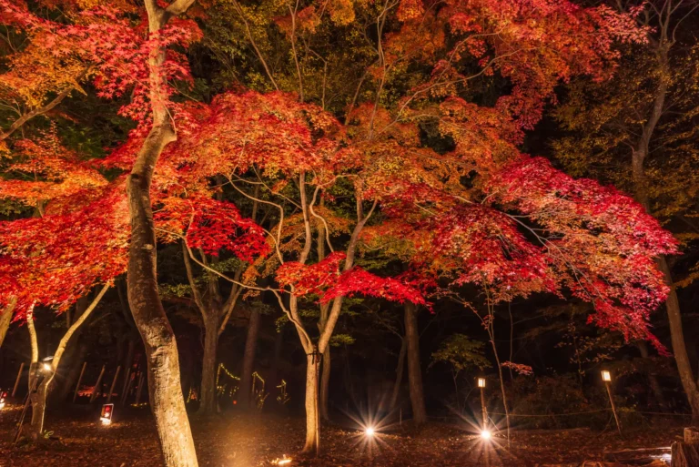 Japanese maples at Tsuki-no-Ishi Momiji Park in Nagatoro, Saitama, lit from below at night during the November illumination: layered red and orange canopies above bare trunks, with several small ground-level floodlights visible on the leaf-covered slope.
