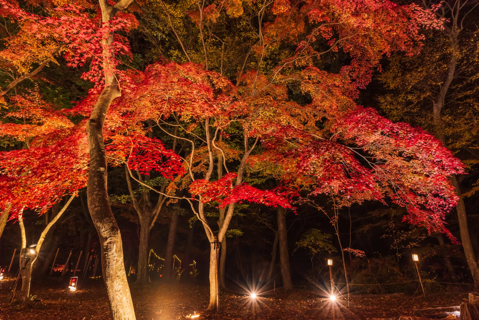 Japanese maples at Tsuki-no-Ishi Momiji Park in Nagatoro, Saitama, lit from below at night during the November illumination: layered red and orange canopies above bare trunks, with several small ground-level floodlights visible on the leaf-covered slope.