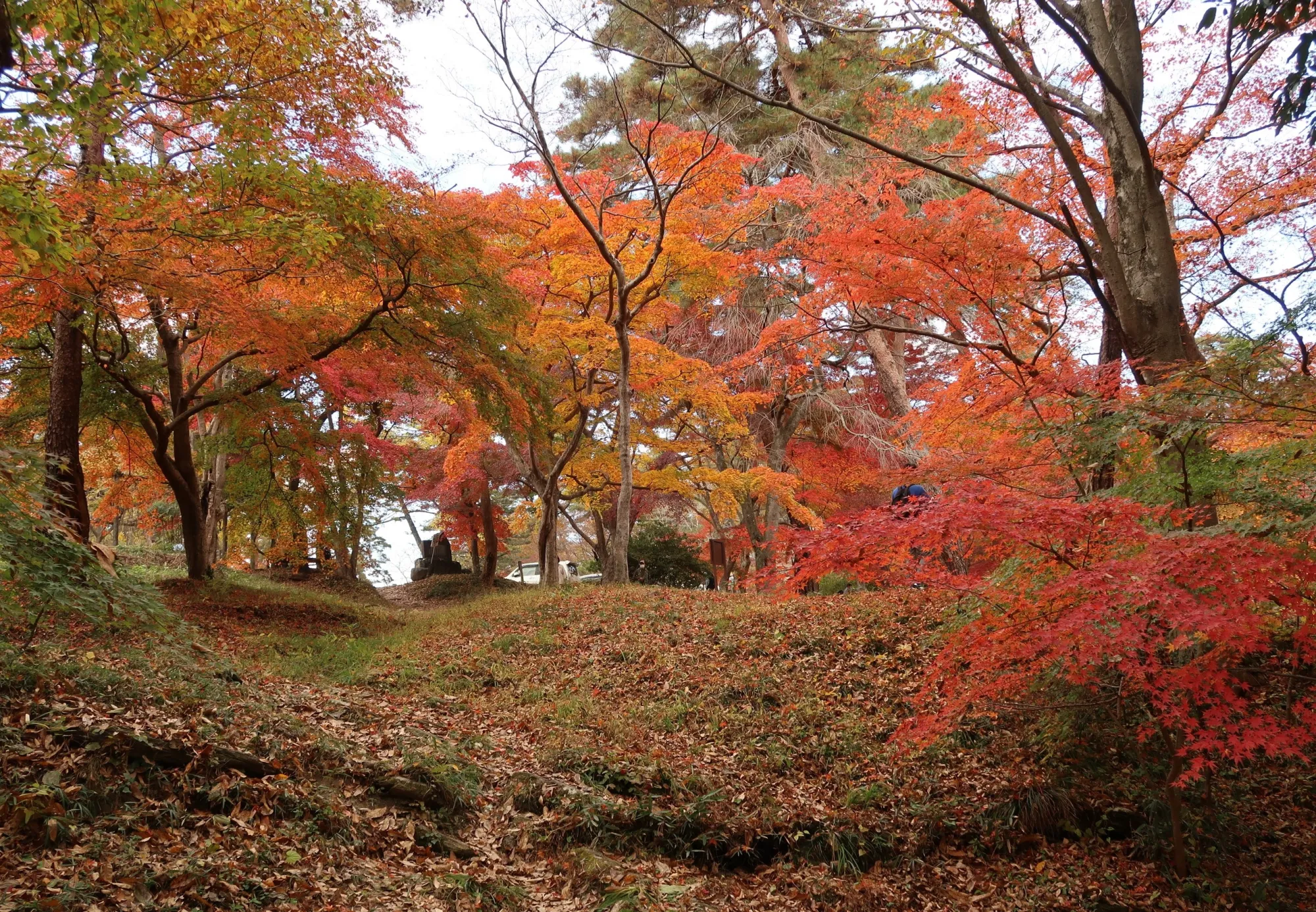 The small sloping clearing that makes up Tsuki-no-Ishi Momiji Park in daylight, its floor completely covered in fallen orange and brown maple leaves, ringed by red and orange maples with darker cedars behind.