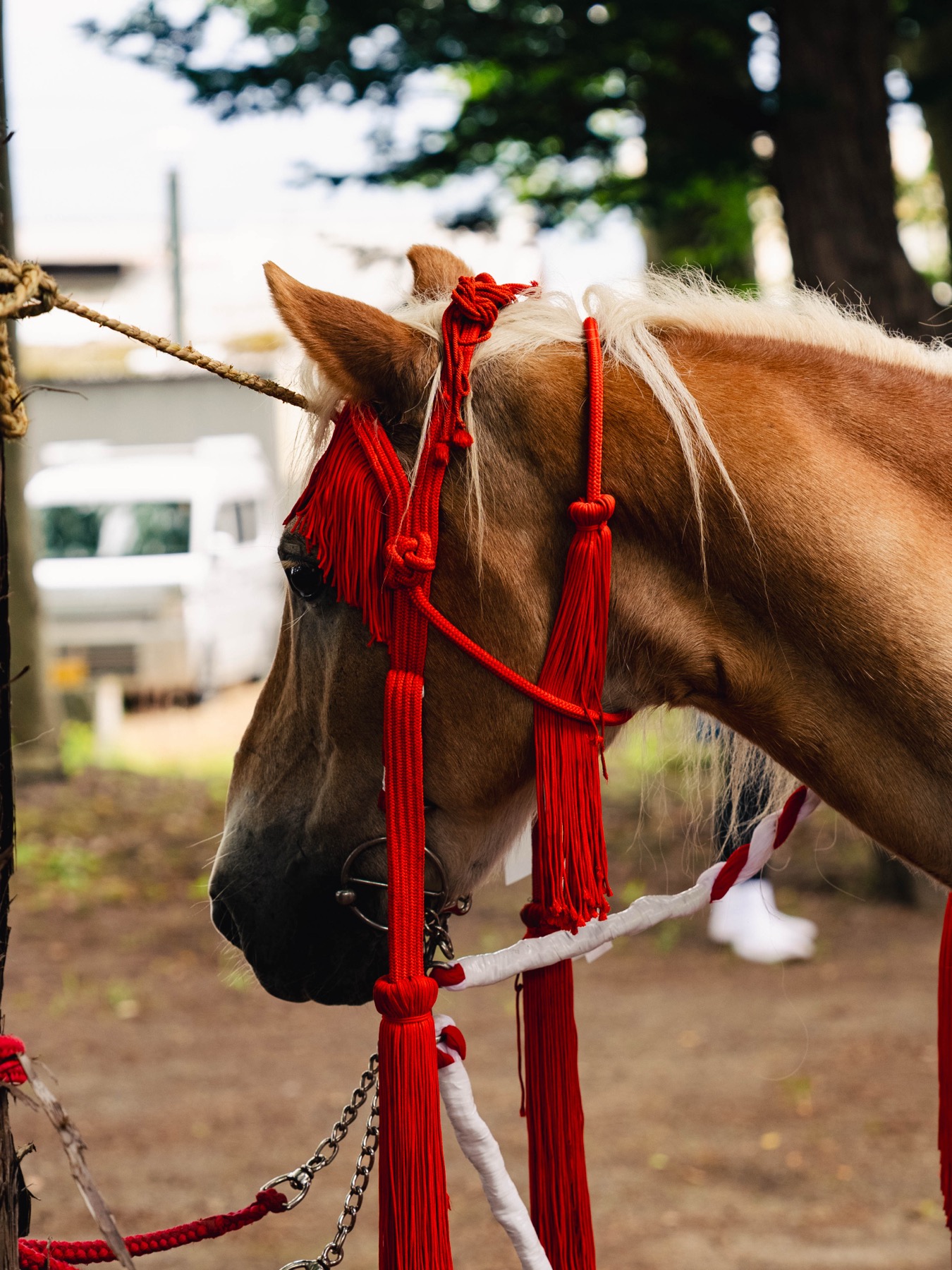 Close-up of a chestnut festival horse wearing a bright red rope bridle with heavy red tassels, groomed and waiting at Omuro Sengen Shrine before the yabusame procession