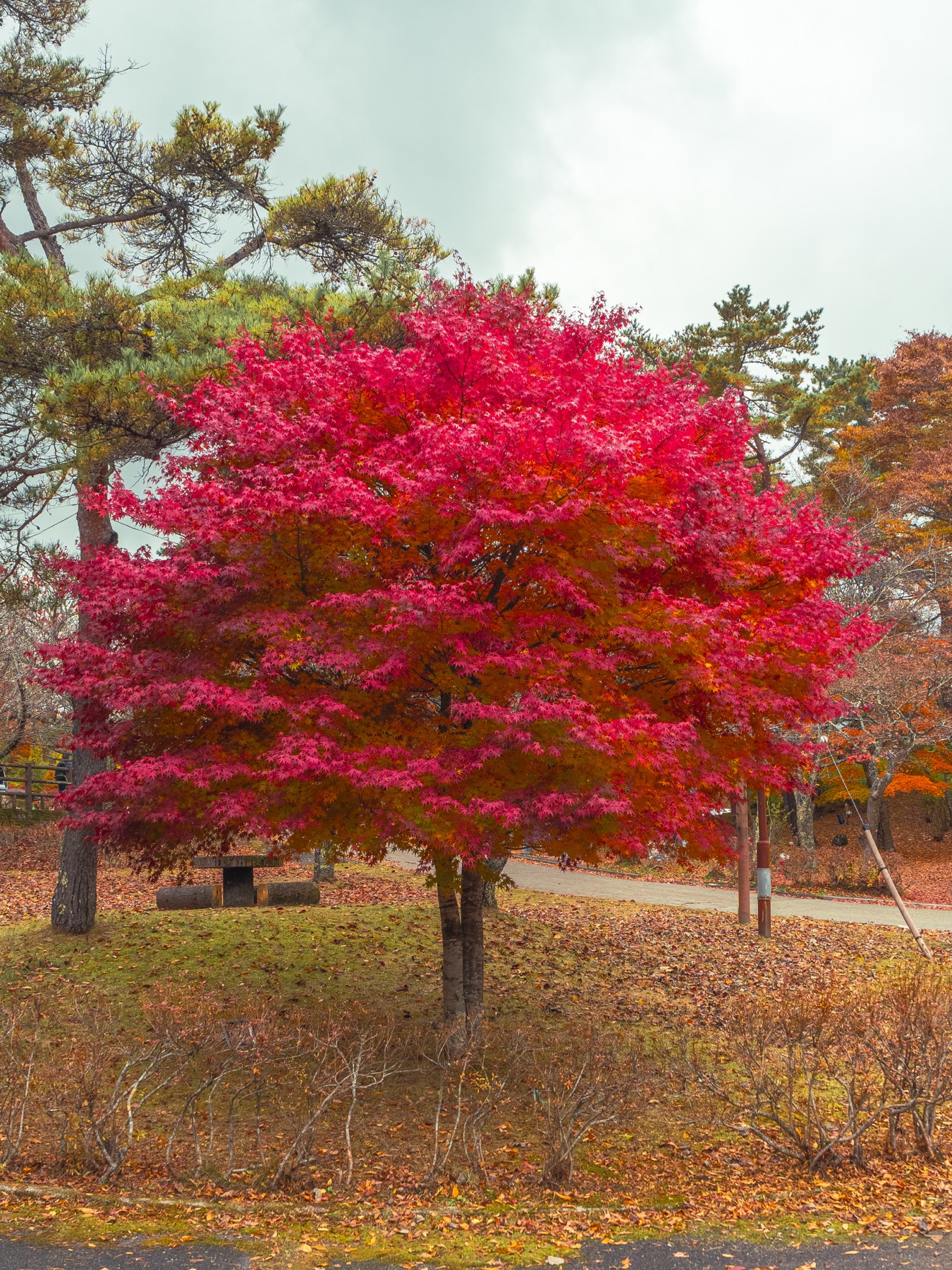 A single maple tree in vivid crimson-pink foliage standing between green pines at Asahigaoka Lakeside Green Park, with fallen leaves scattered across the grass around it.