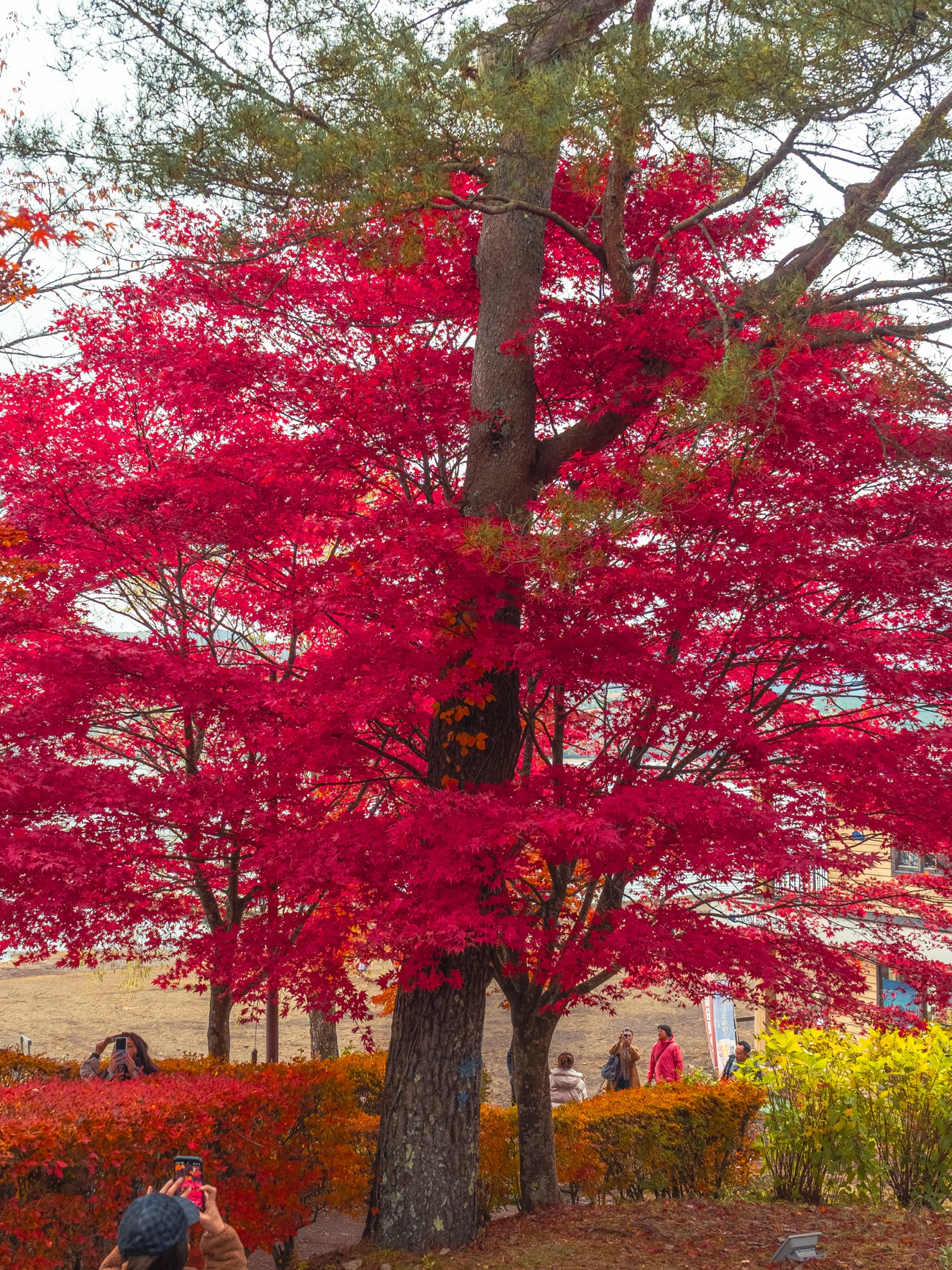 A tall maple tree covered in deep red leaves beside Lake Yamanaka, with a handful of visitors walking and photographing along the hedge-lined lakeside path below.