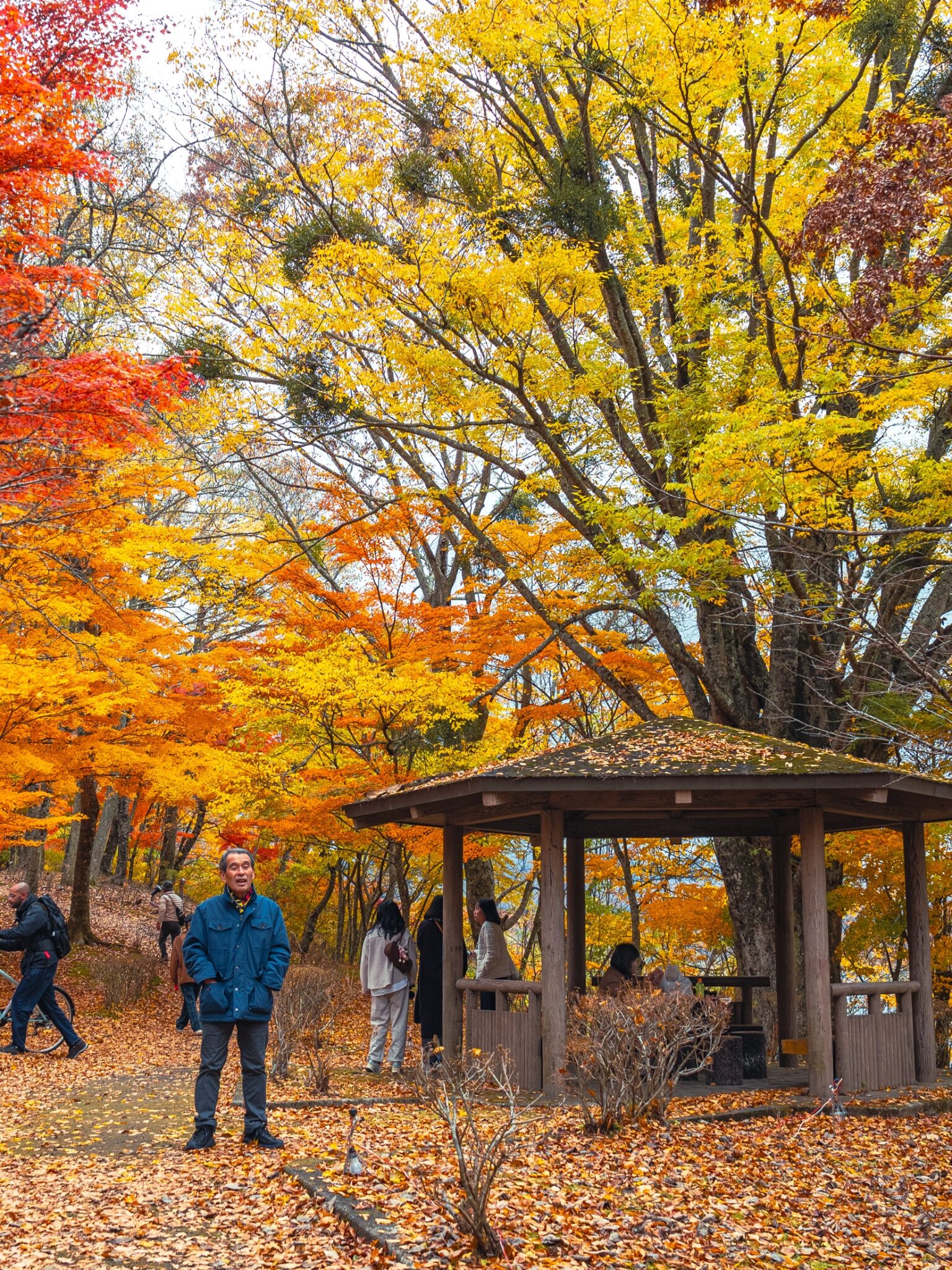 A wooden pavilion under a blazing canopy of red, orange and yellow maple trees at Asahigaoka Lakeside Green Park during the Lake Yamanaka autumn leaves festival, fallen leaves carpeting the ground.