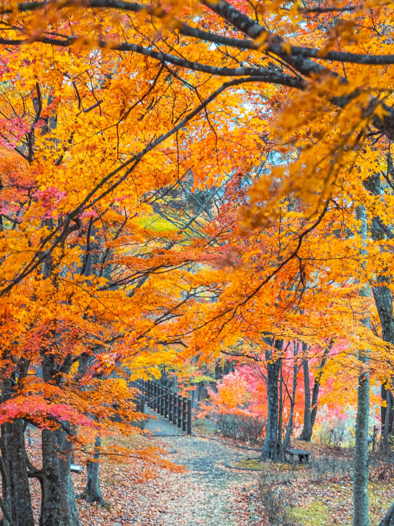 A gravel walking path at Asahigaoka Lakeside Green Park curving beneath a dense canopy of orange and pink maple leaves, with a wooden bridge visible at the end of the path.