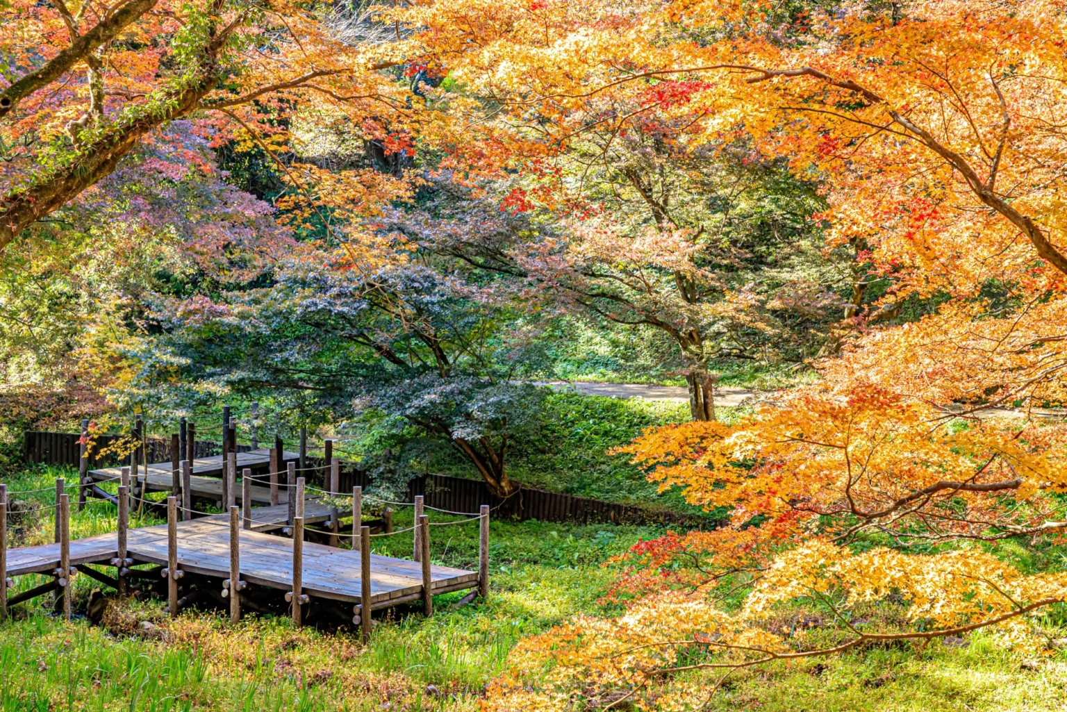A low wooden boardwalk running between grassy banks at Yujaku Park, framed by maples turning gold and orange overhead.