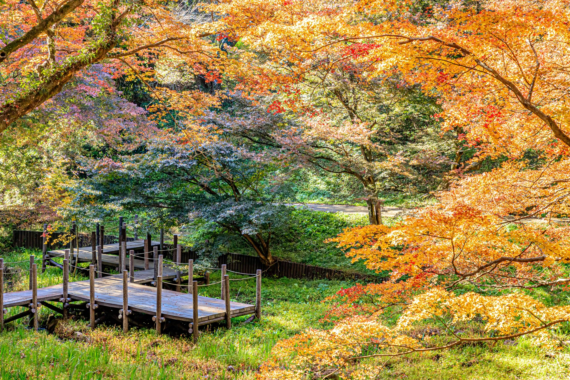 A low wooden boardwalk running between grassy banks at Yujaku Park, framed by maples turning gold and orange overhead.