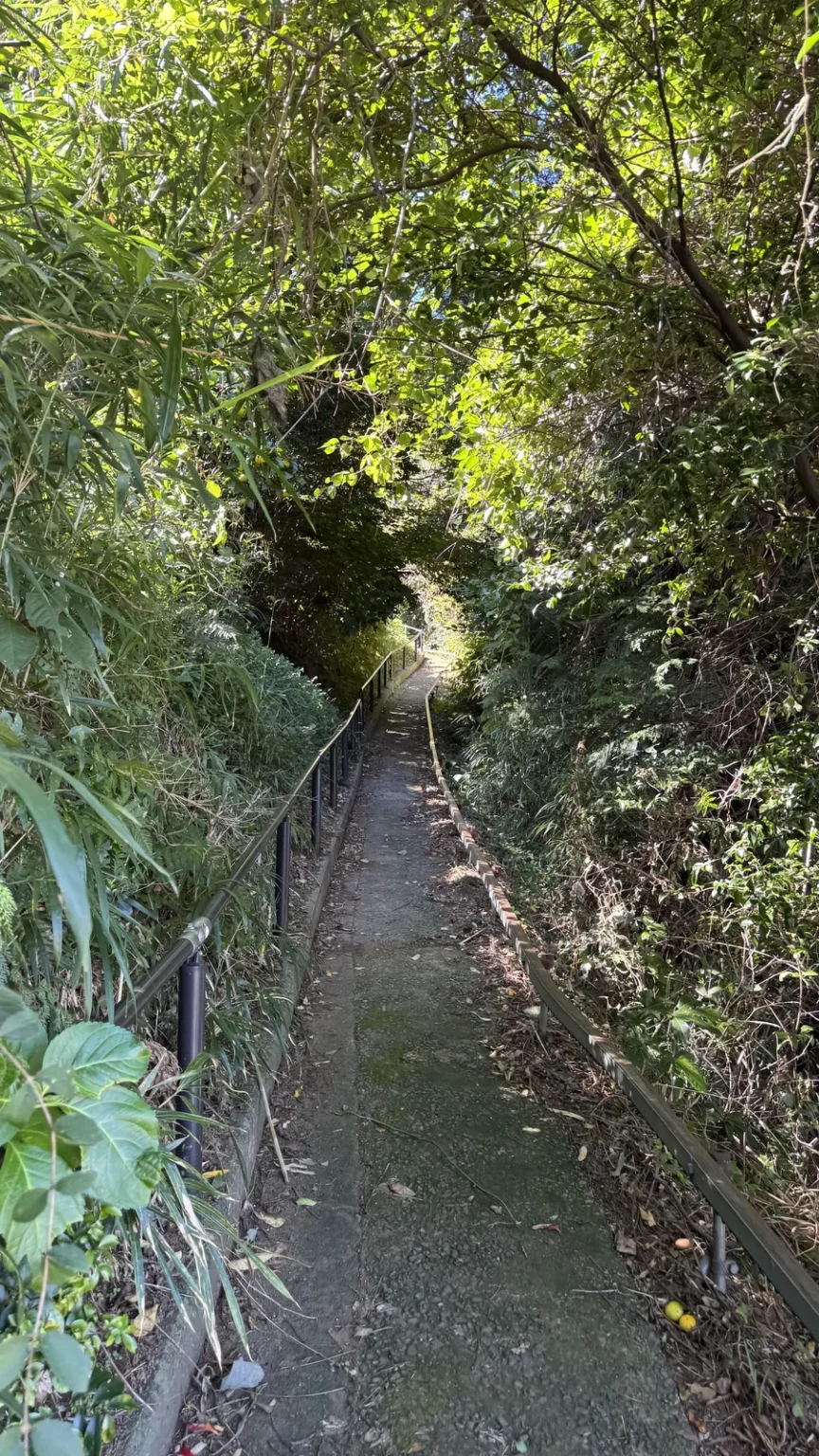 A narrow concrete path with a metal handrail climbing through dense green trees and bamboo