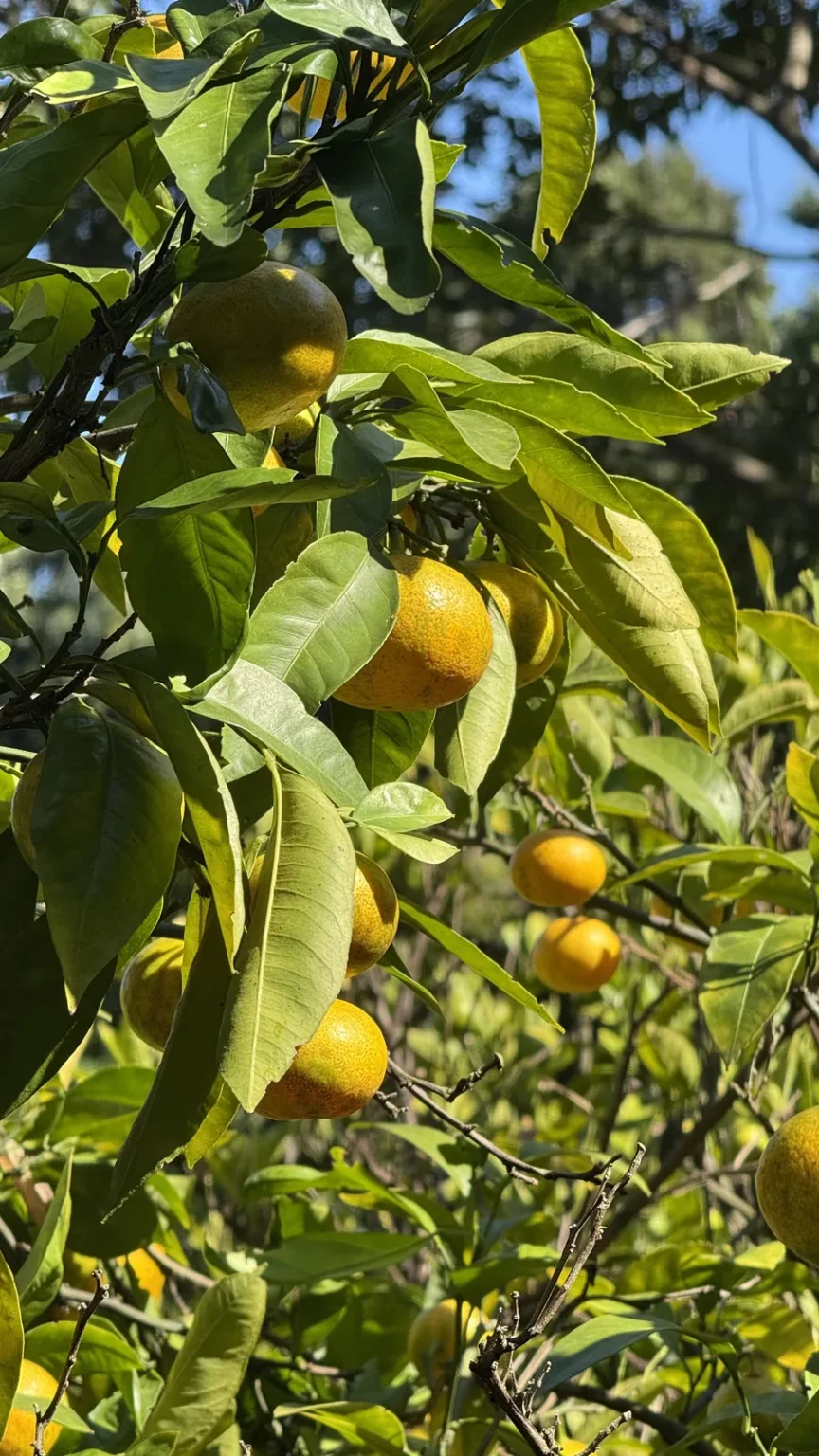 Yellow-orange mikan hanging among glossy green leaves