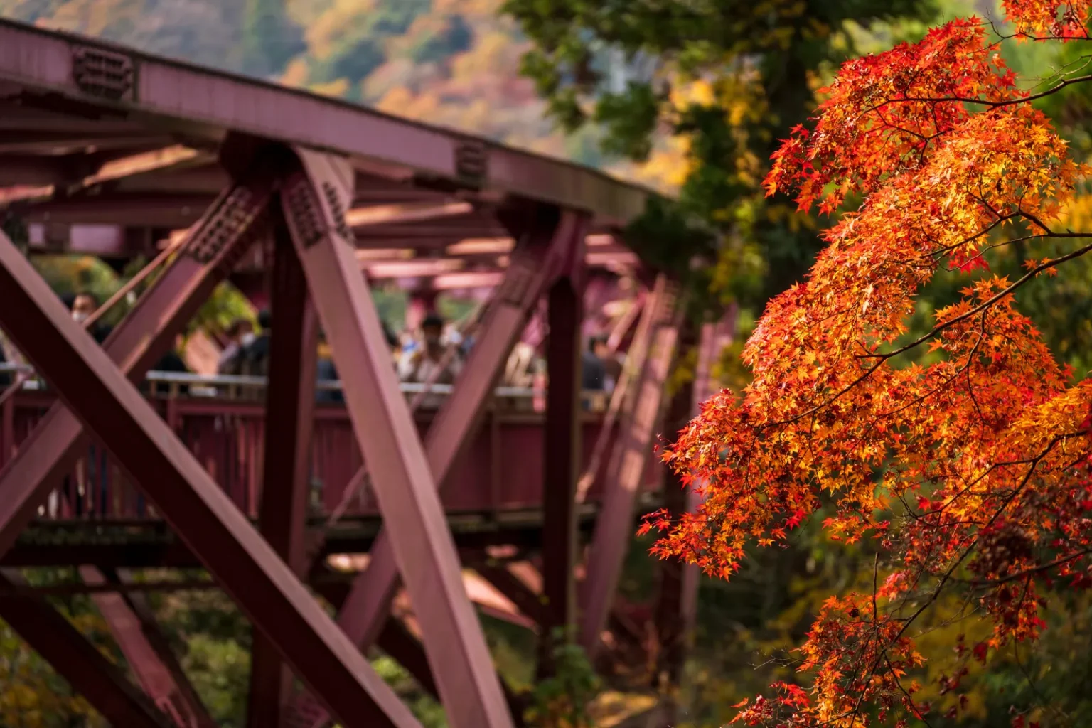 A magenta-red steel footbridge on the left with bright red maple leaves in front of it