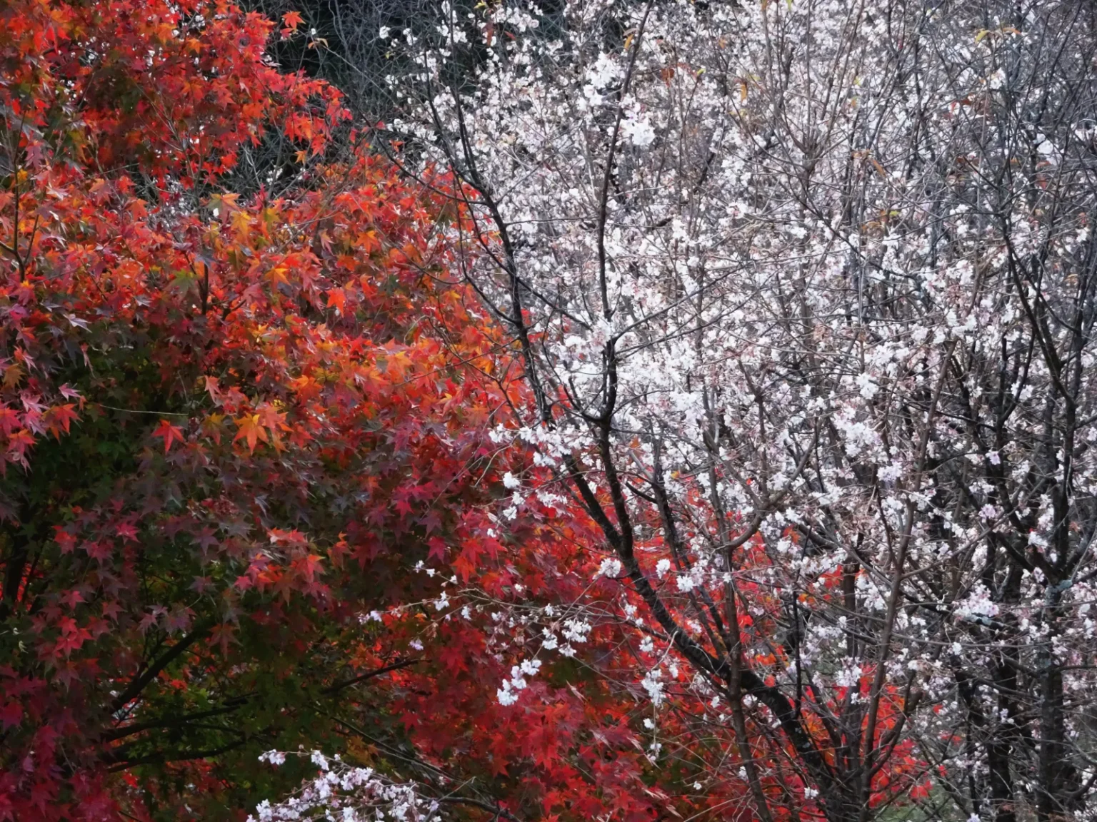 Red maple leaves beside a tree covered in small pale pink blossoms
