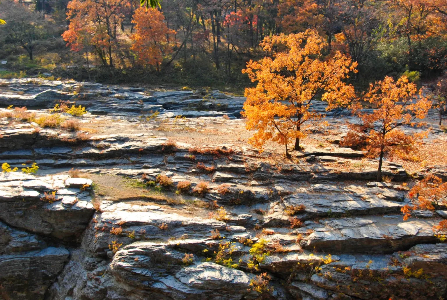 Flat layered rock terraces with small orange-leaved trees growing on them and autumn woods behind