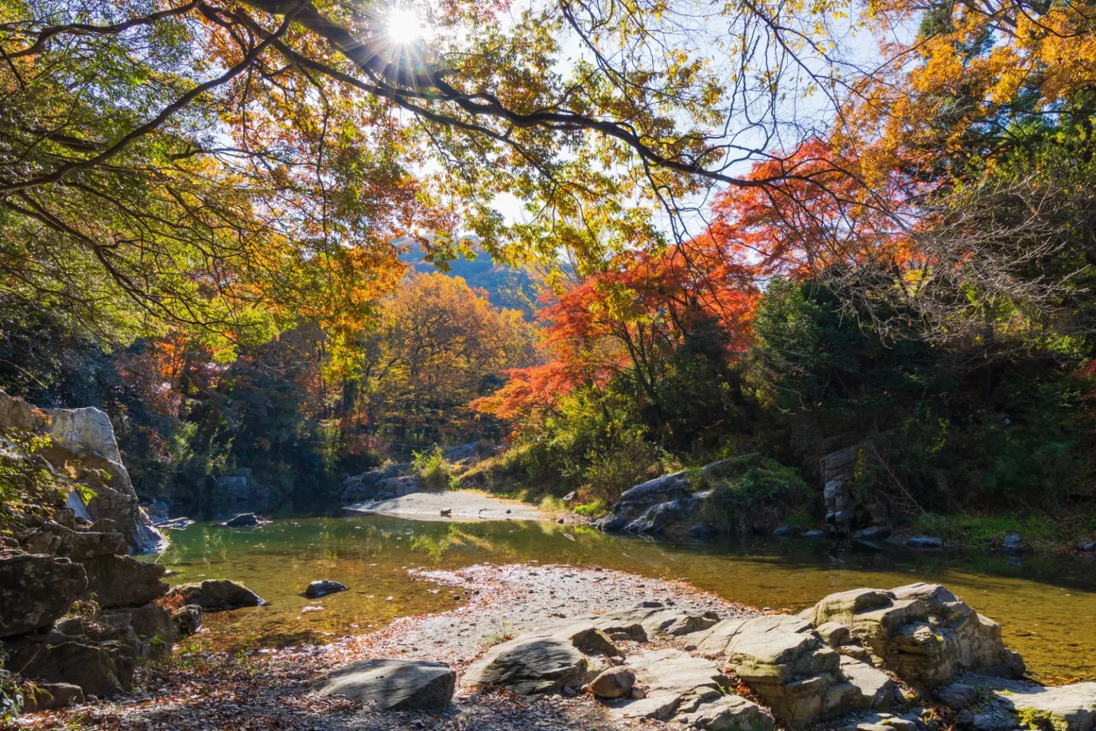 A shallow river over pebbles and rocks under overhanging branches of orange, red and yellow autumn leaves, with sunlight through the trees