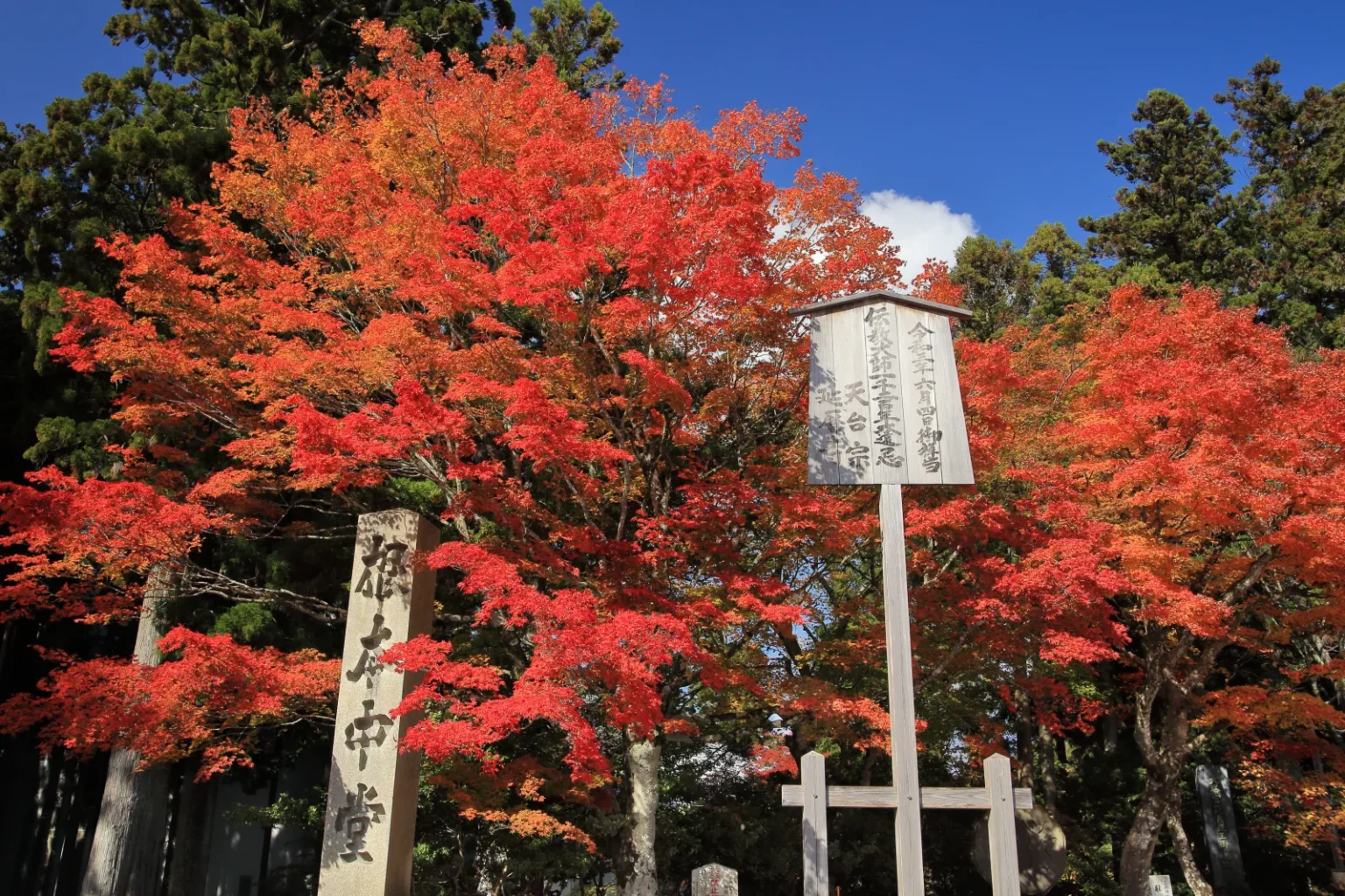 Red maple trees beside stone and wooden markers in the Todo area of Enryaku-ji on Mount Hiei, under a blue sky