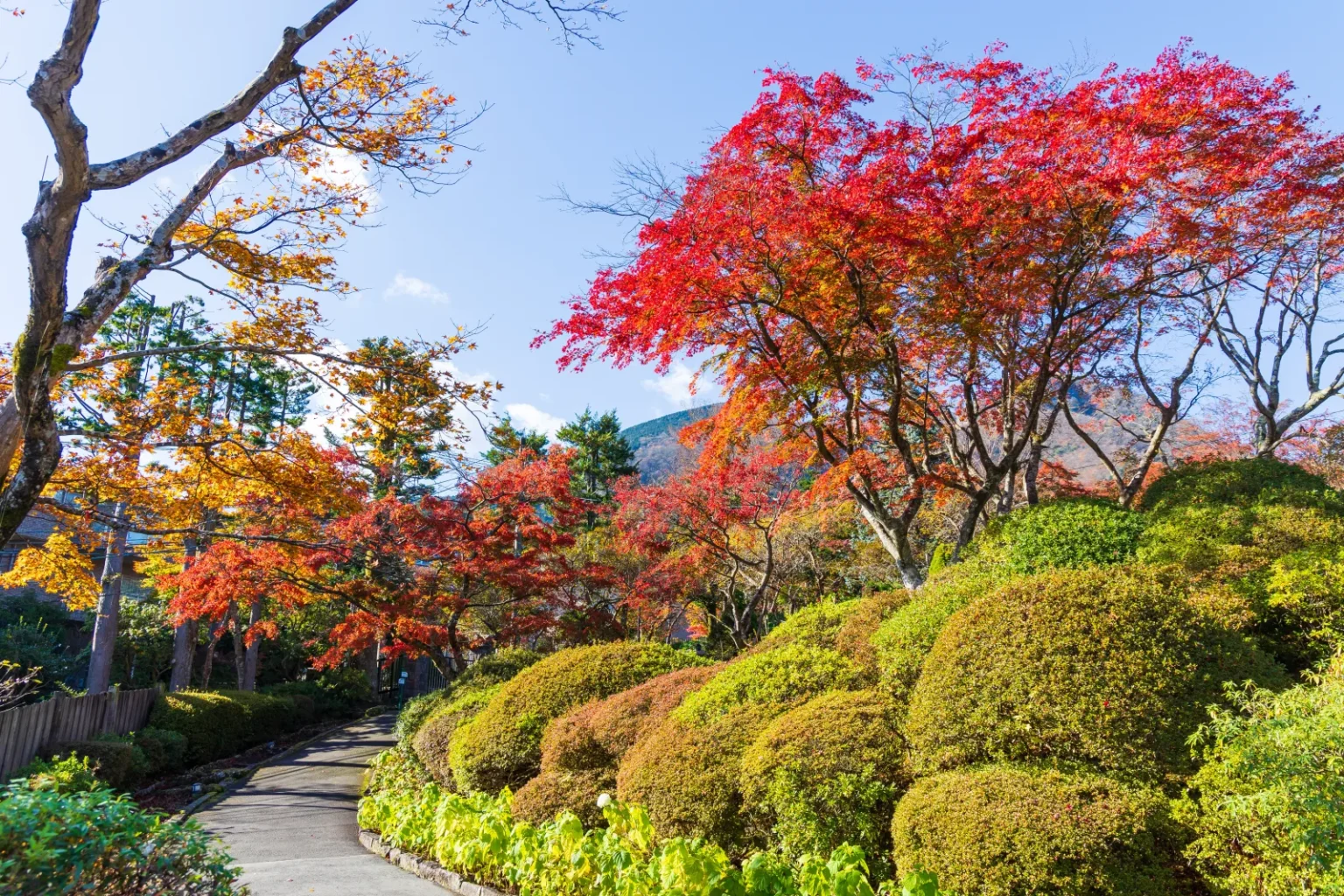 A path through Hakone Gora Park with rounded green shrubs and red and orange maple trees under a blue sky