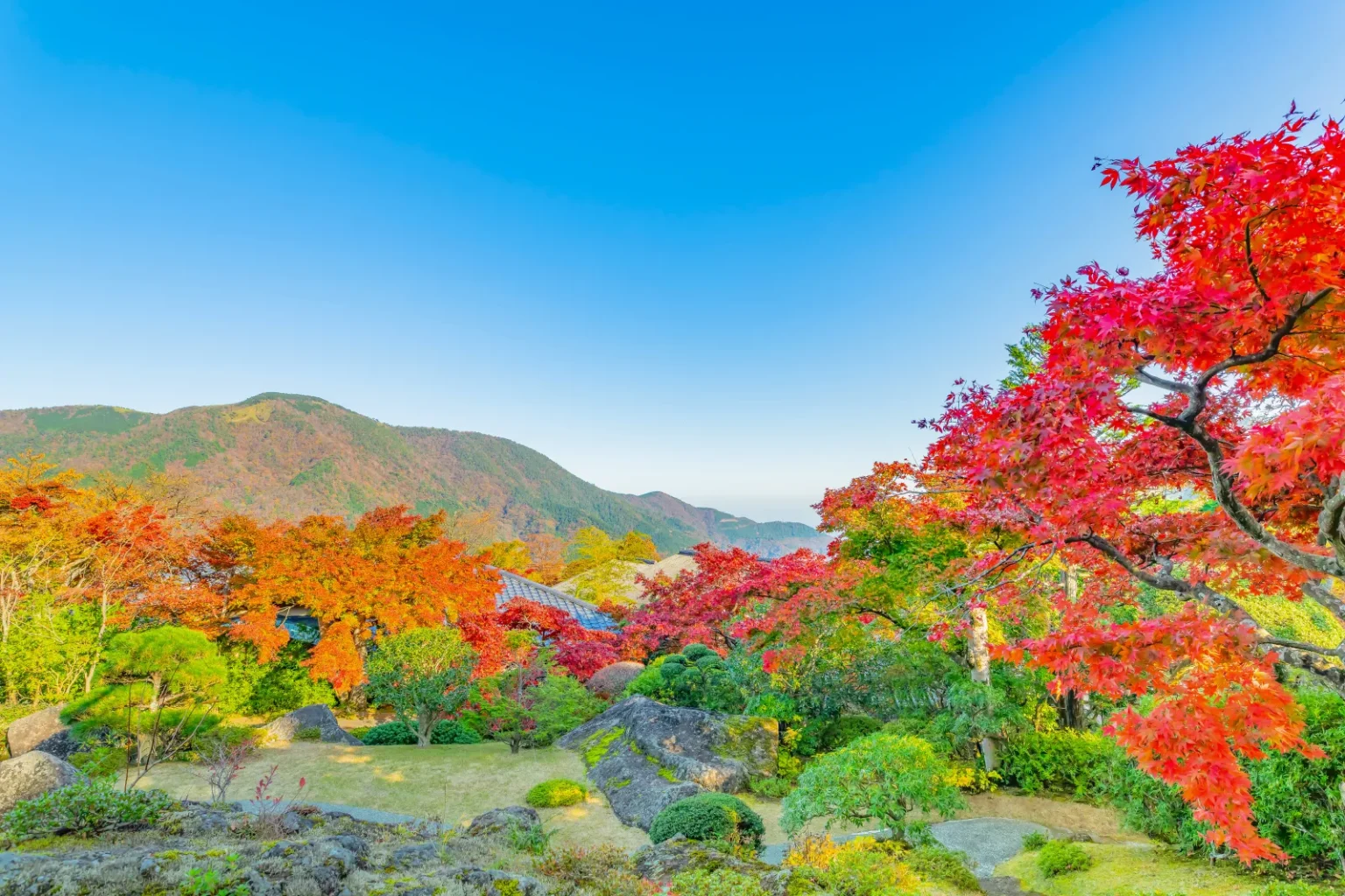 A Japanese garden with red and orange maples, rocks and moss, with mountains under a clear blue sky behind