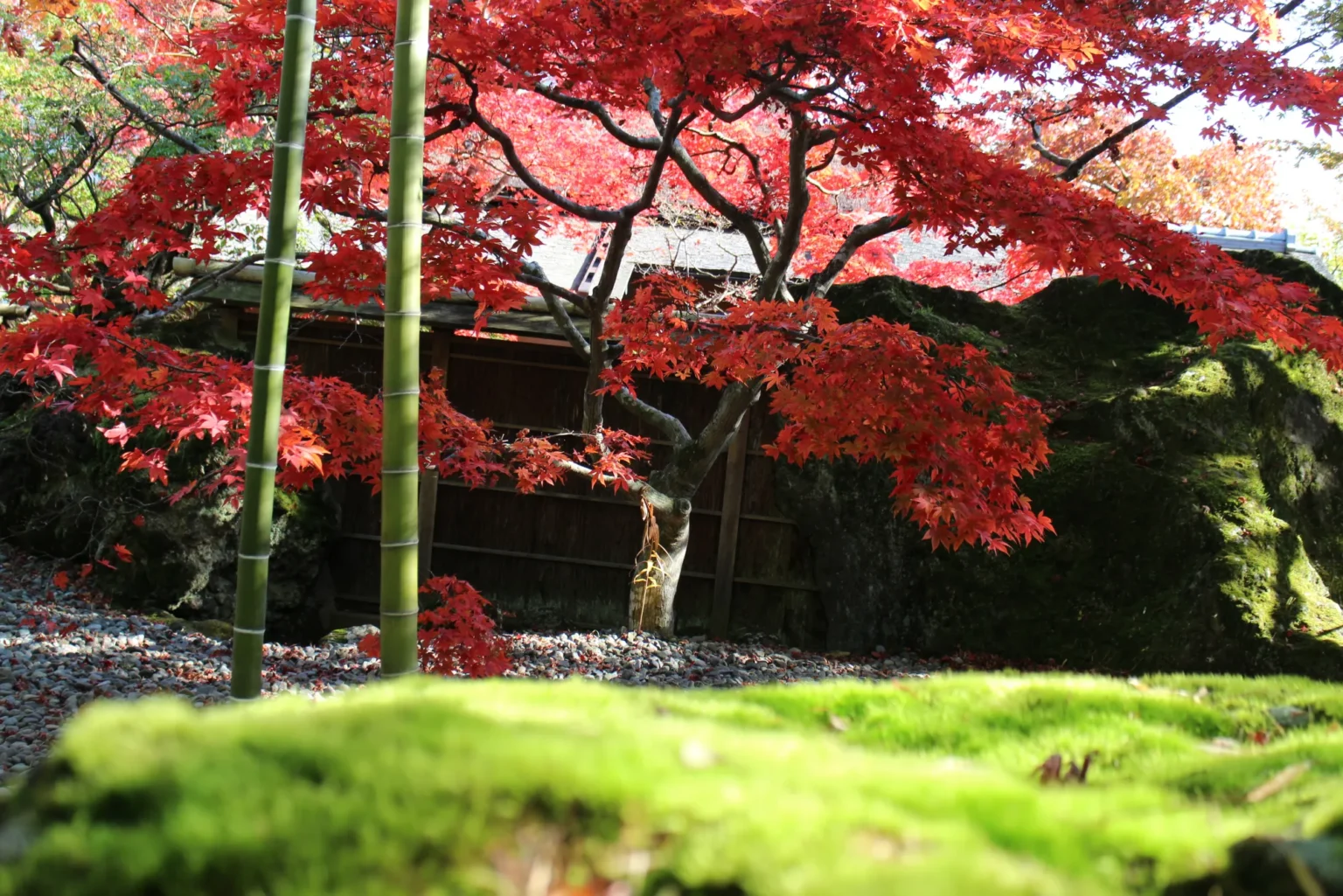 Bright red maple leaves on dark branches above a moss-covered rock and two bamboo stems, with a wooden building behind and green moss in the foreground, in the garden of the Hakone Museum of Art