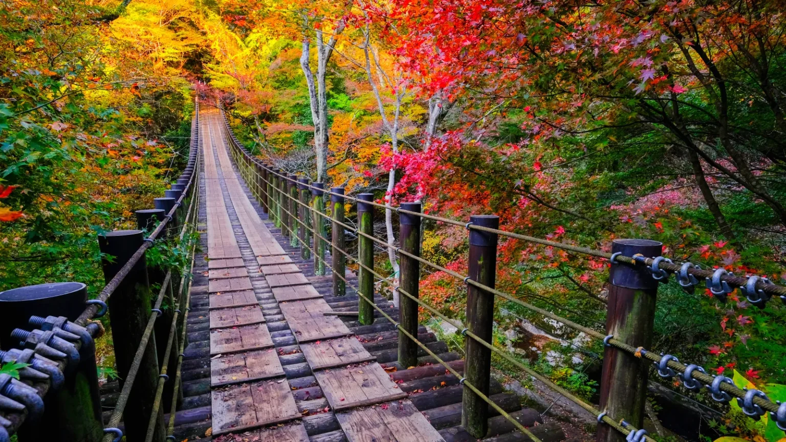 A narrow wooden suspension footbridge leading into red, orange and yellow autumn trees