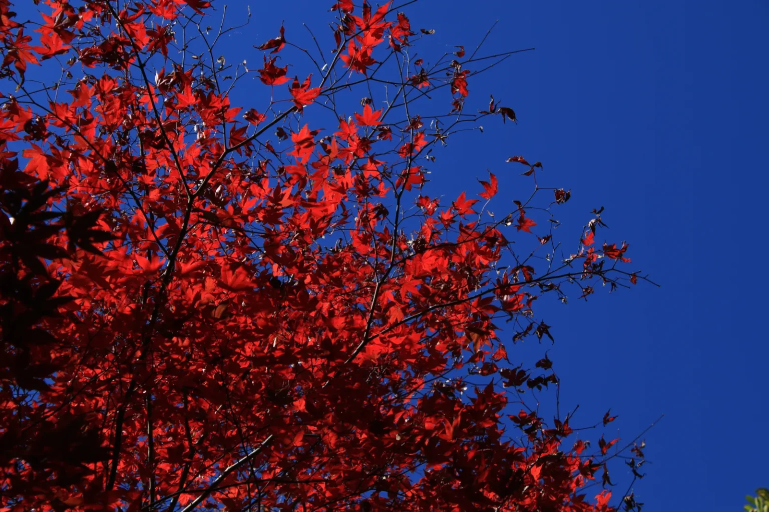 Bright red maple leaves against a deep blue sky