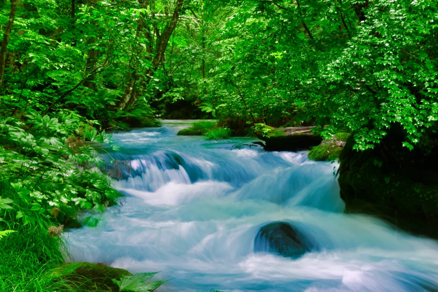 Fast white water pouring over rocks and around a dark boulder in the Oirase stream, under green early-summer trees