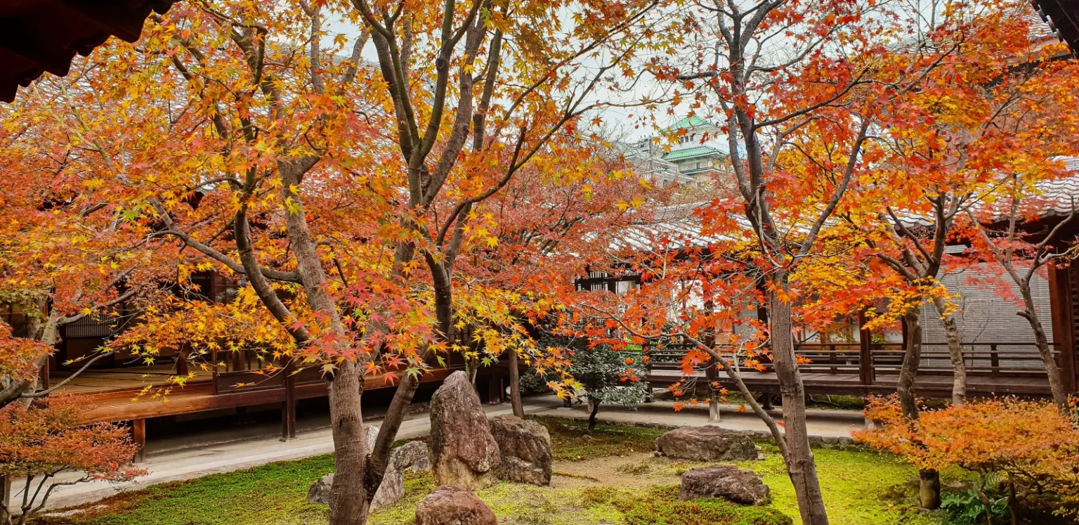 Japanese maples in orange and red over a moss garden with large rocks and wooden verandas in Kyoto