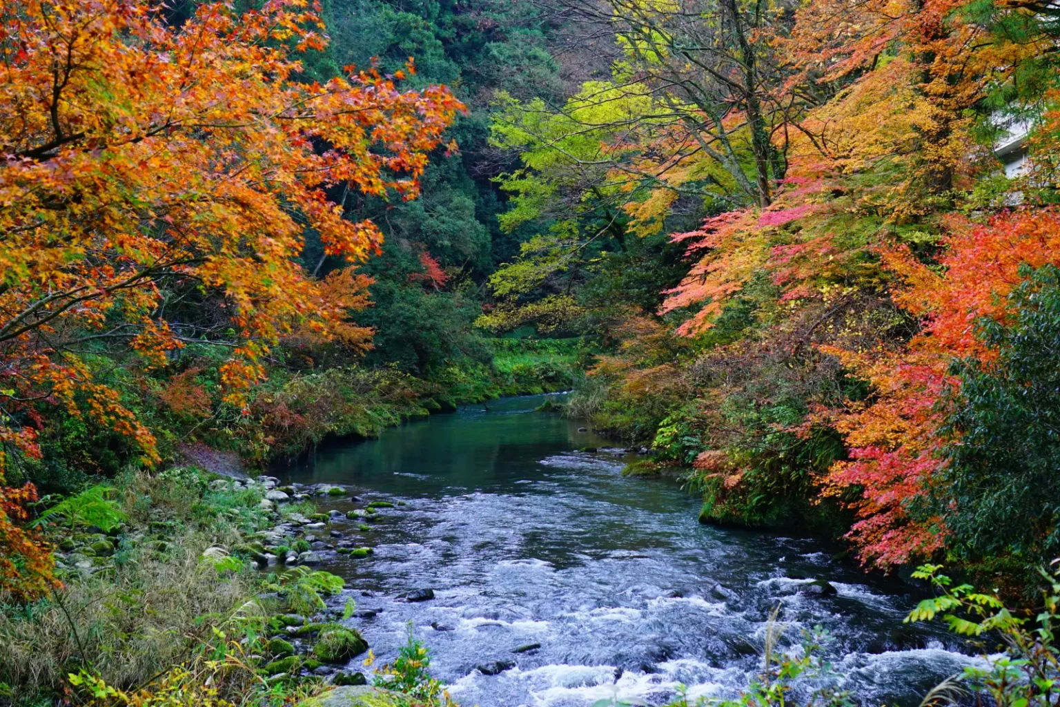 A clear river running over rocks between banks of red, orange and green maples