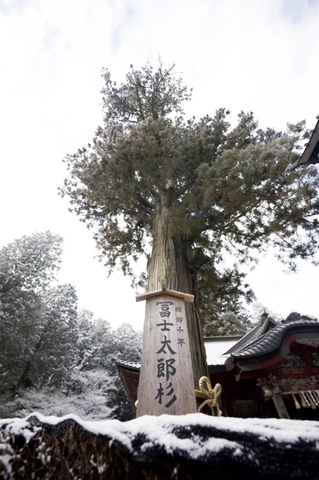 A tall cedar with a dense crown seen from below against a white sky, a wooden marker at its base reading 冨士太郎杉 and 樹齢千年, a straw rope around the trunk, the roof of the worship hall at right and snow on the ground, at 7:56 a.m. on 9 March 2025