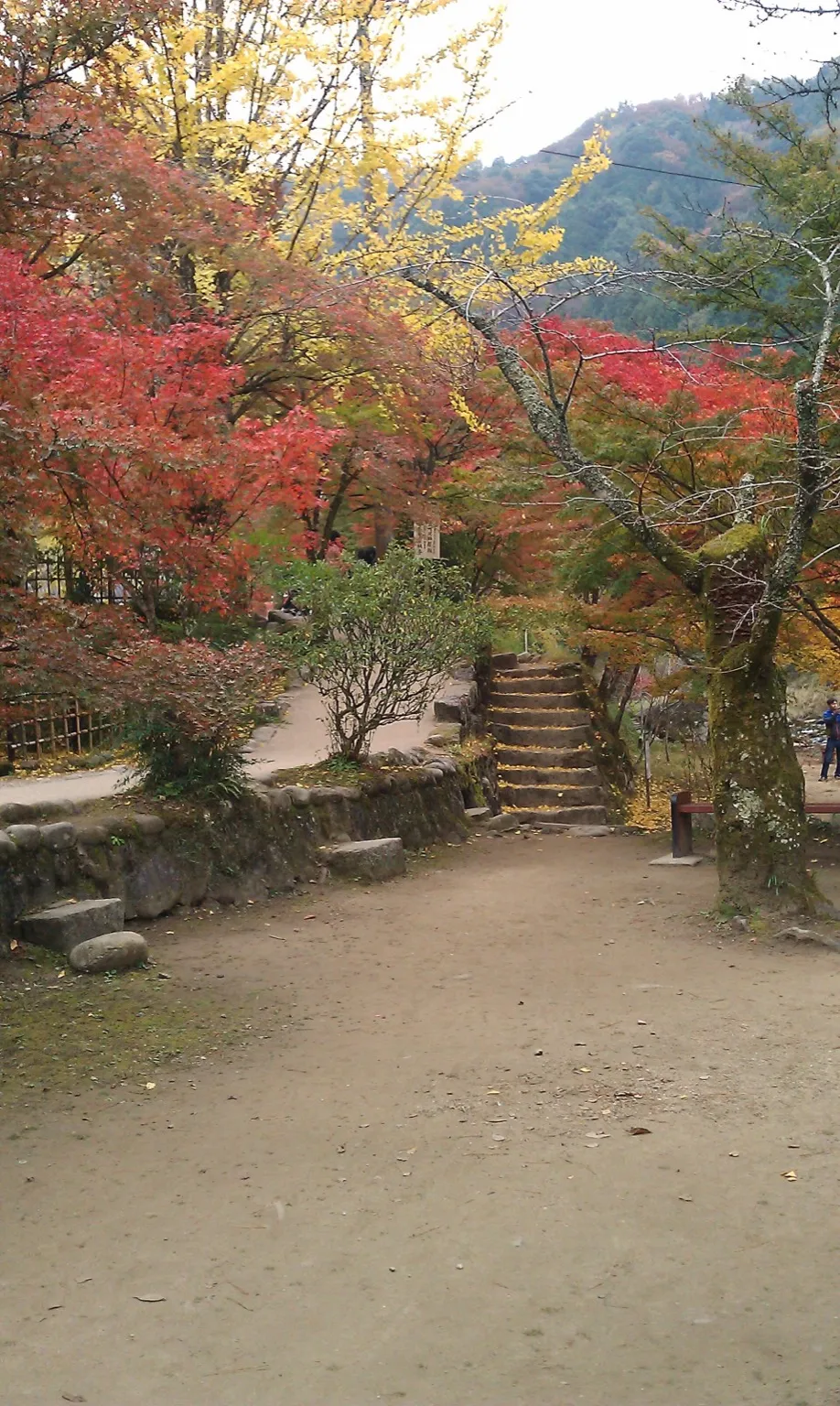 A wide dirt path leading to stone steps under red maples and a tall yellow tree, with green and orange foliage on a hillside behind, at Korankei in Asuke, Toyota City