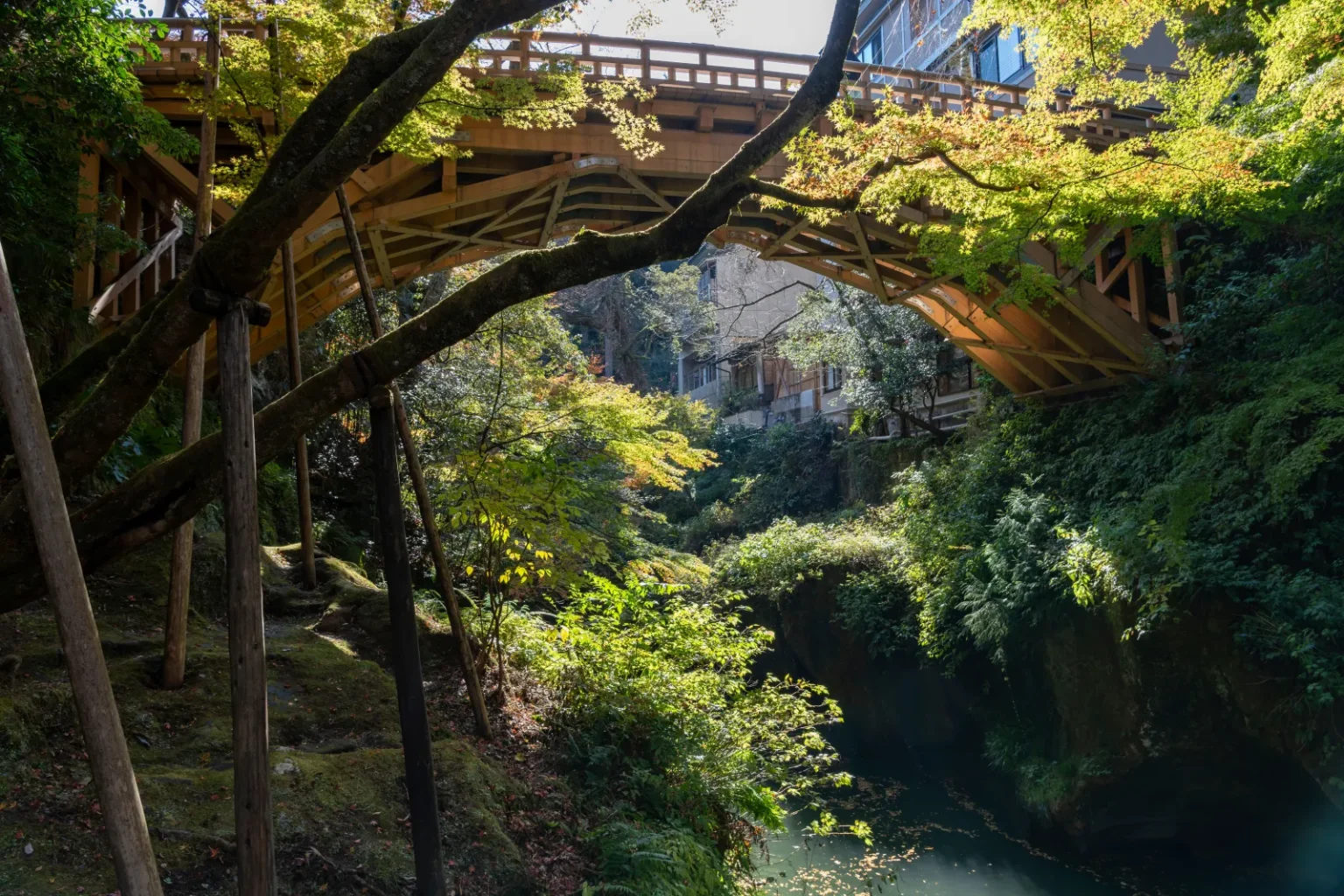 A wooden bridge with angled timber supports spanning a green gorge, seen from below through trees