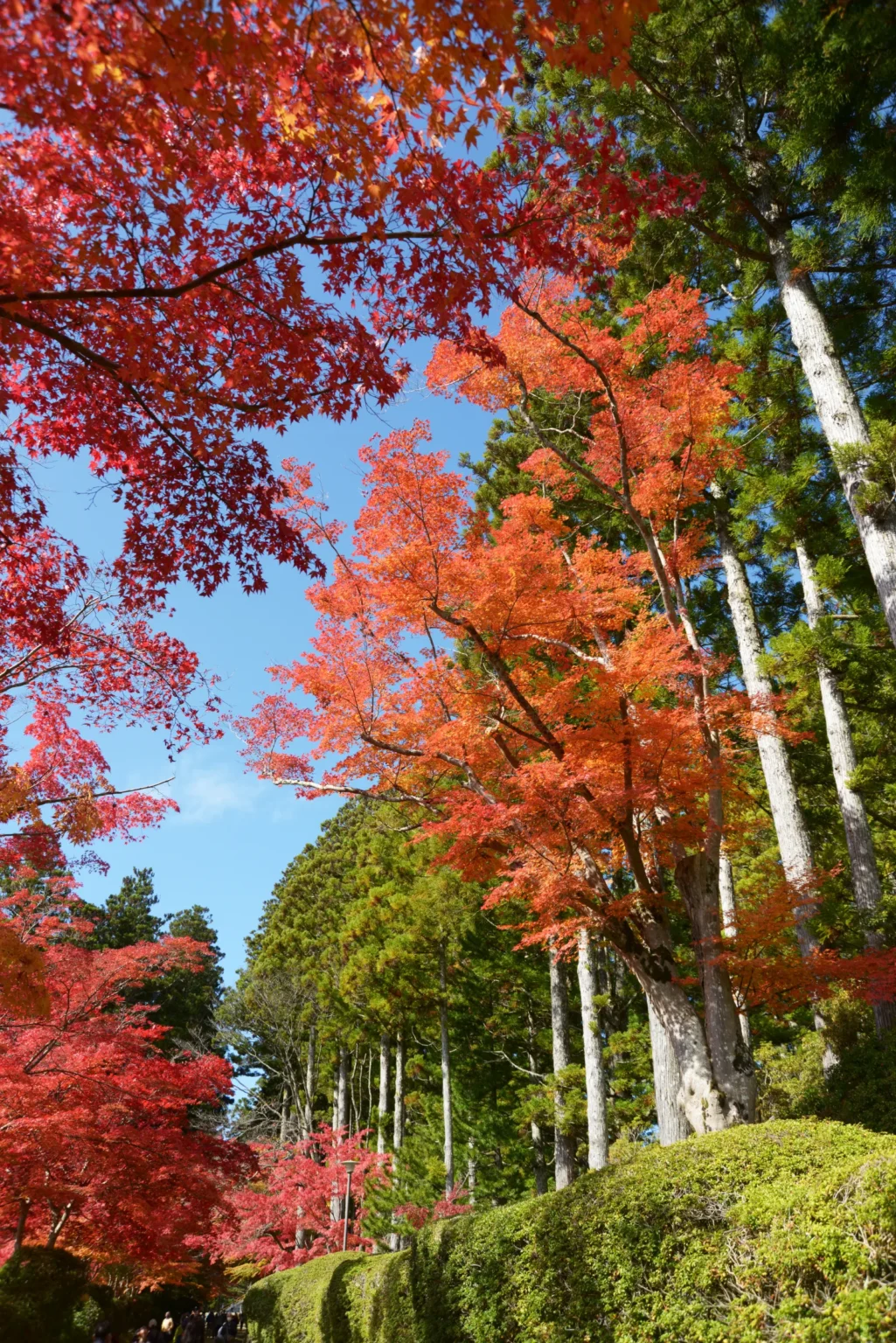 Red and orange maple trees and tall straight cedar trunks against a blue sky beside a clipped hedge on Mount Koya