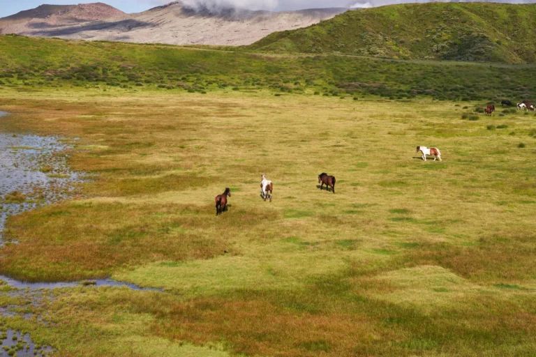Horses grazing on the Kusasenri meadow at Mt Aso, Kumamoto