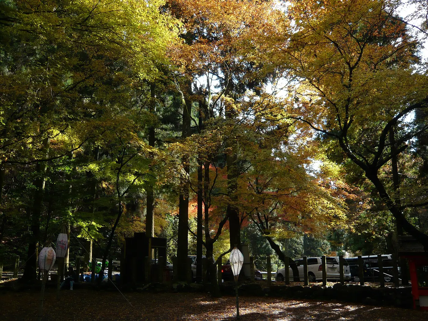 Tall trees with leaves turning yellow, orange and red over a shaded shrine yard, paper lanterns on poles in the foreground and parked cars and vans visible behind a low fence.