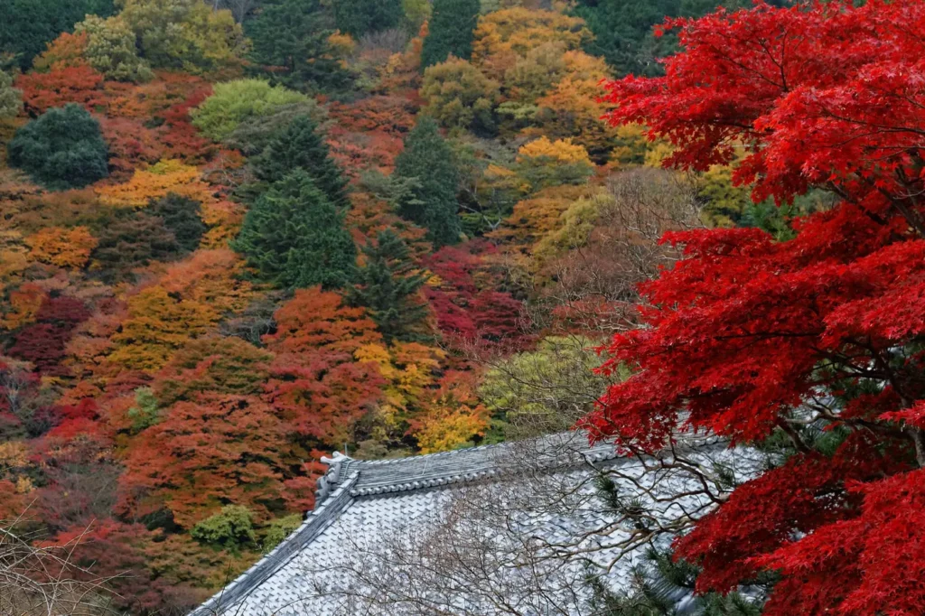 Looking down over a grey tiled temple roof to a steep hillside packed with trees in red, orange, yellow and dark green, with a bright red maple filling the right side of the frame.