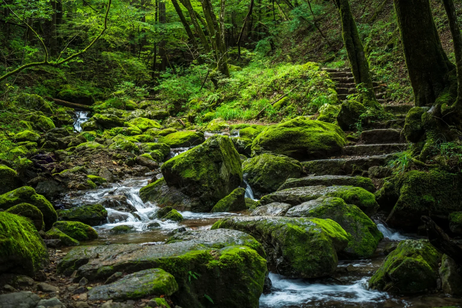 Moss-covered boulders and a clear stream tumbling through green forest in the Rock Garden valley on Mount Mitake, Tokyo, with rough stone steps of the hiking trail climbing beside the water