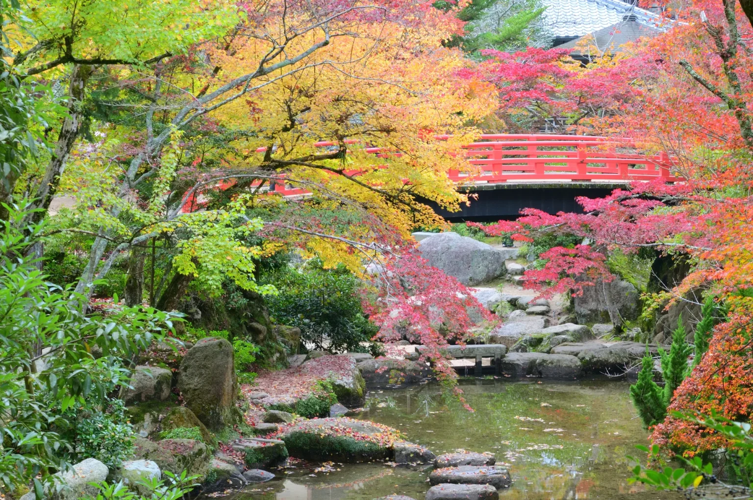 Red and yellow maples around the Momiji-bashi bridge in Momijidani Park, Miyajima