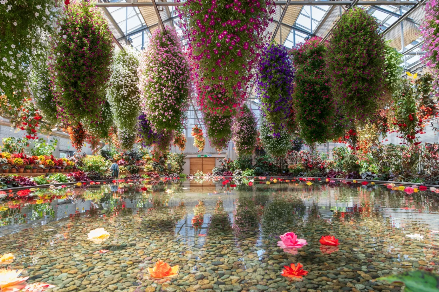 Hanging baskets of begonias and fuchsias above a shallow pool with floating flowers inside the Begonia Garden glasshouse at Nabana no Sato