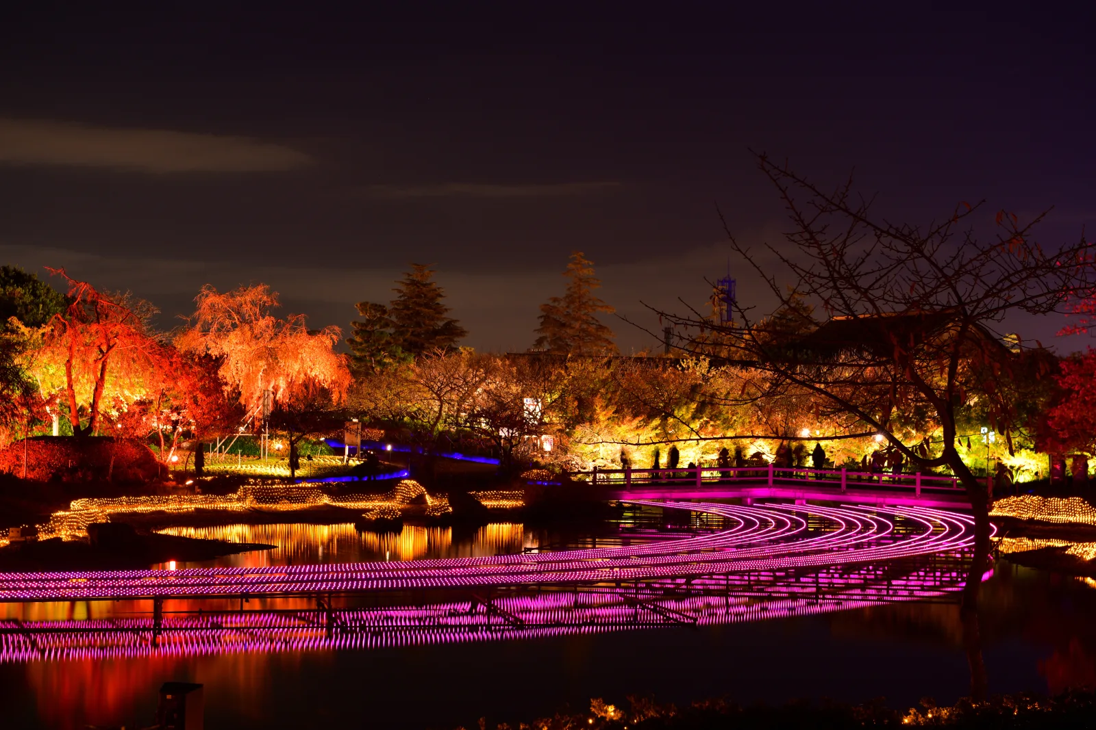 Lit autumn trees and bands of pink lights over the pond at Nabana no Sato at night, reflected in the water