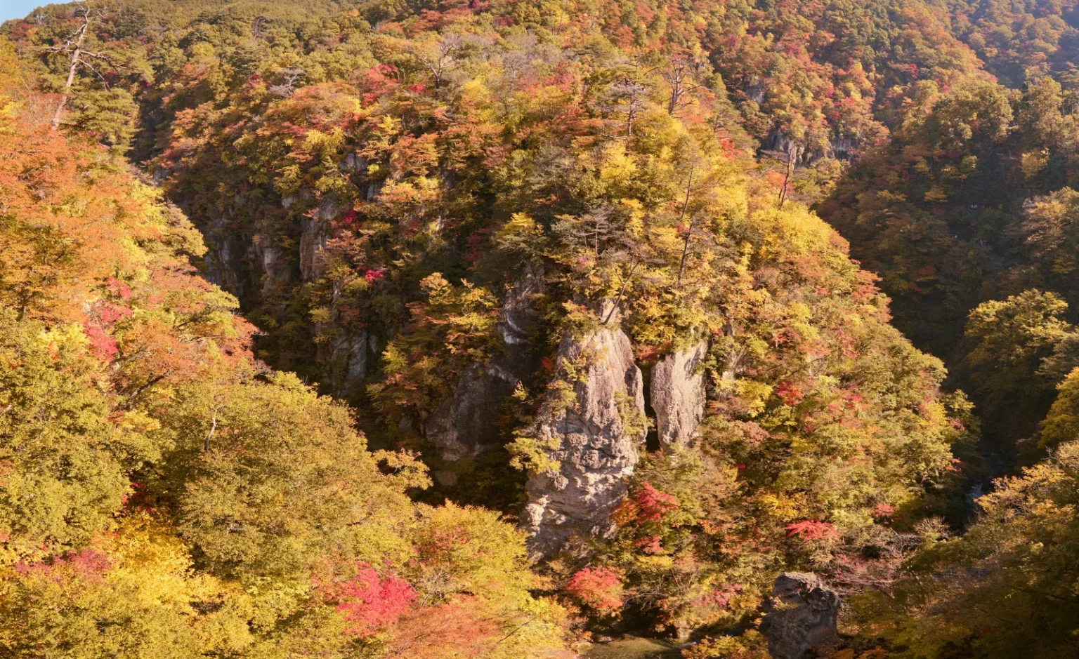 Grey rock pillars standing out of a steep forested slope in Naruko Gorge, the trees around them turning yellow, orange and red
