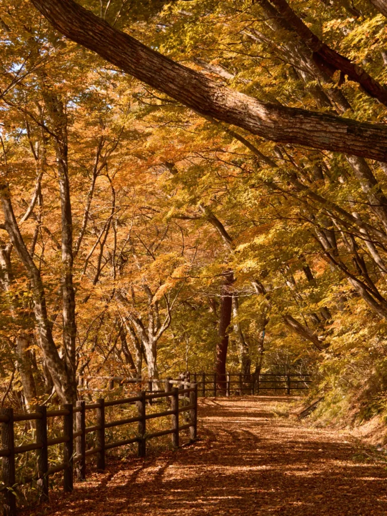 A wide path covered in brown fallen leaves beside a wooden fence, under maples and other trees turning yellow and orange