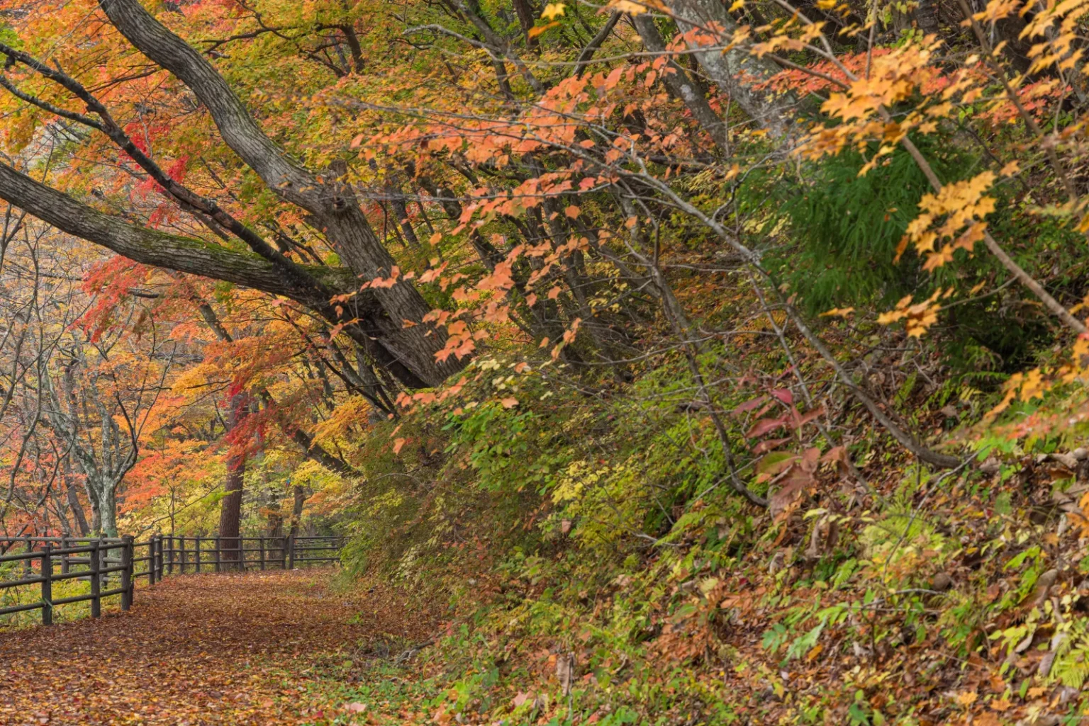 A leaf-covered path with a wooden fence under orange and red maples on the Ofukazawa trail