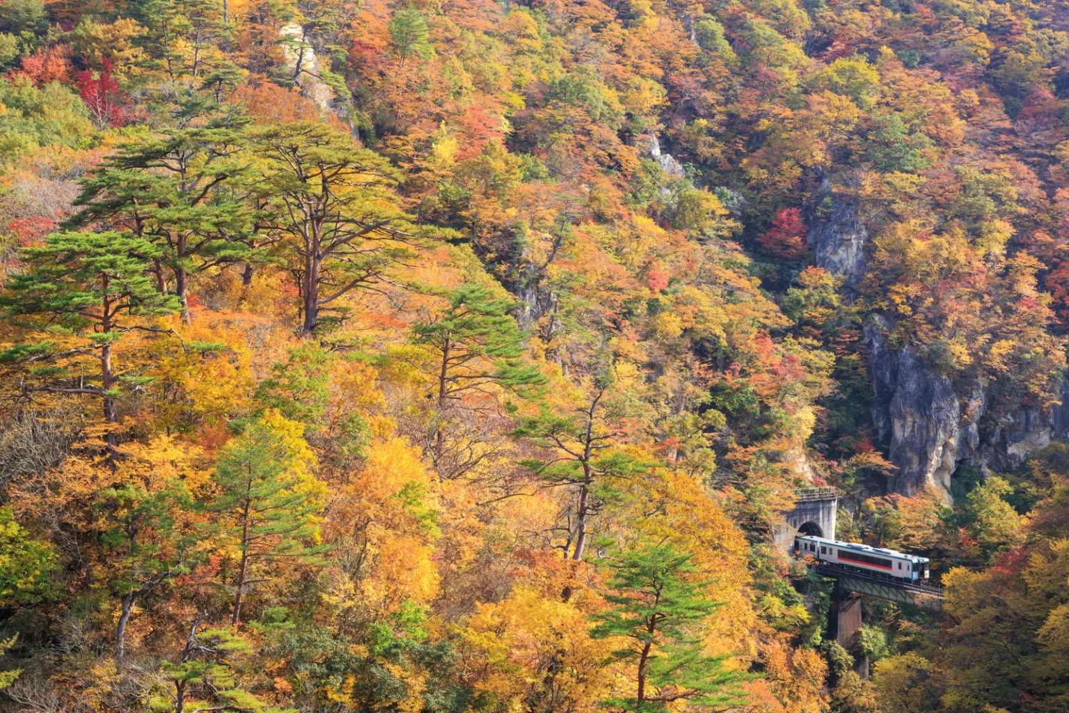 A small diesel train coming out of a tunnel on the cliff side of Naruko Gorge, surrounded by autumn trees