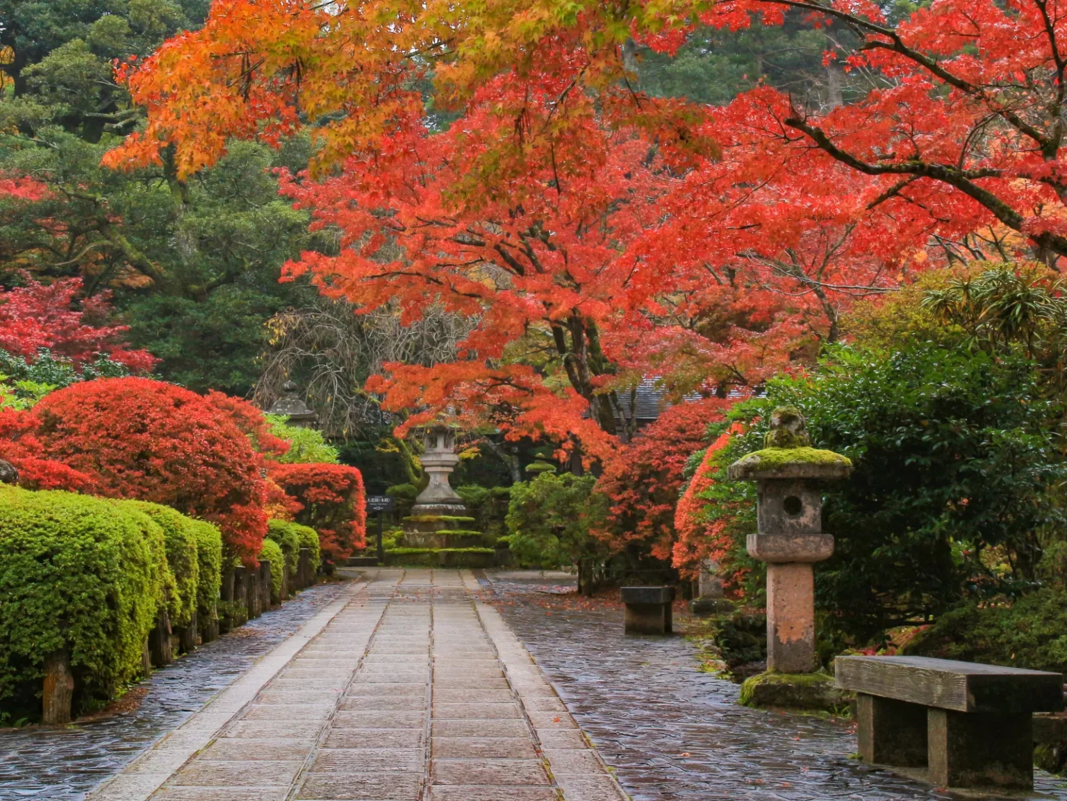 A stone-paved path lined with clipped shrubs, stone lanterns and red maples