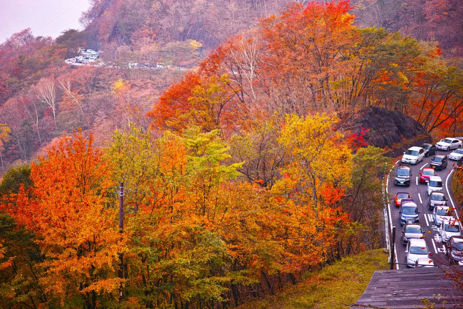 A queue of cars on a bend of the Irohazaka road between orange and red autumn trees