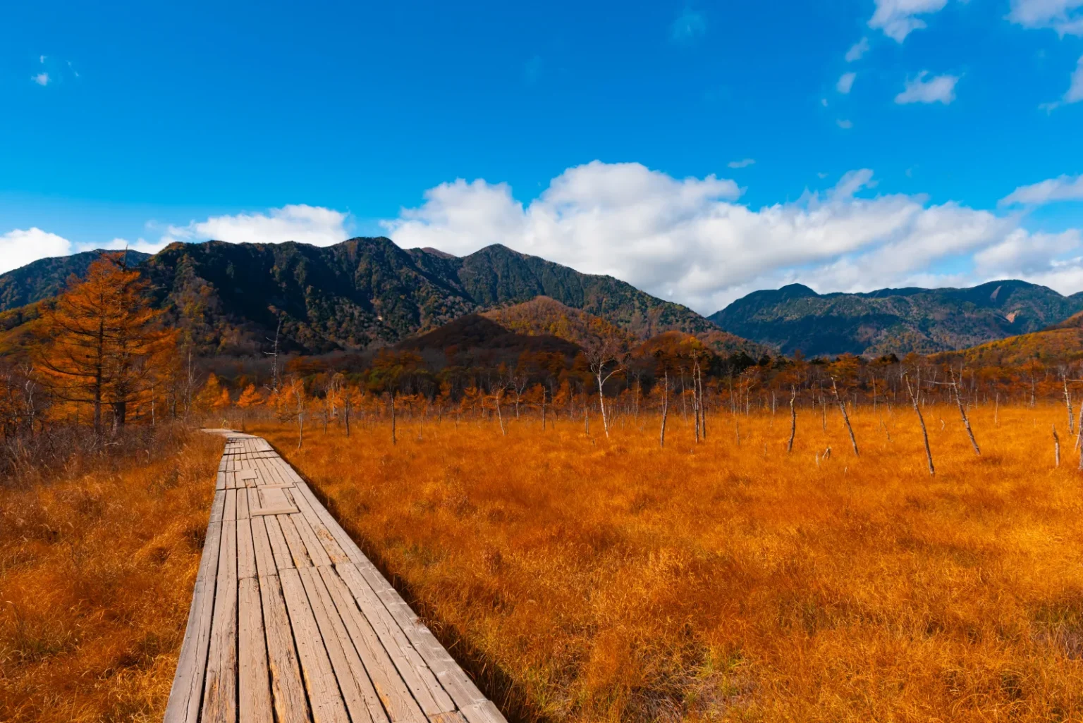 A wooden boardwalk crossing the Senjogahara marsh through golden-brown grass, with larches and mountains behind